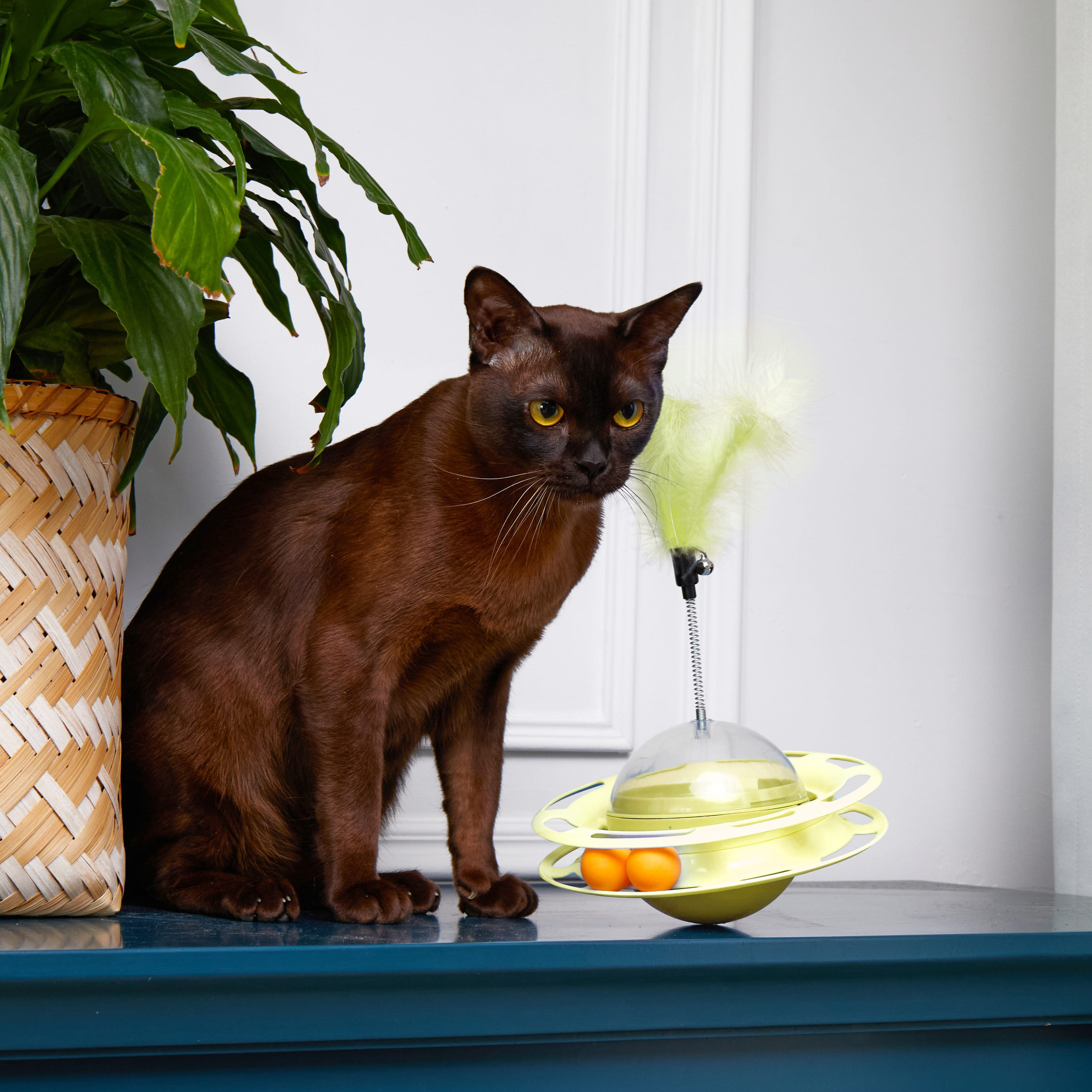 Предметная съёмка Товаров для животных и фото для маркетплейсов