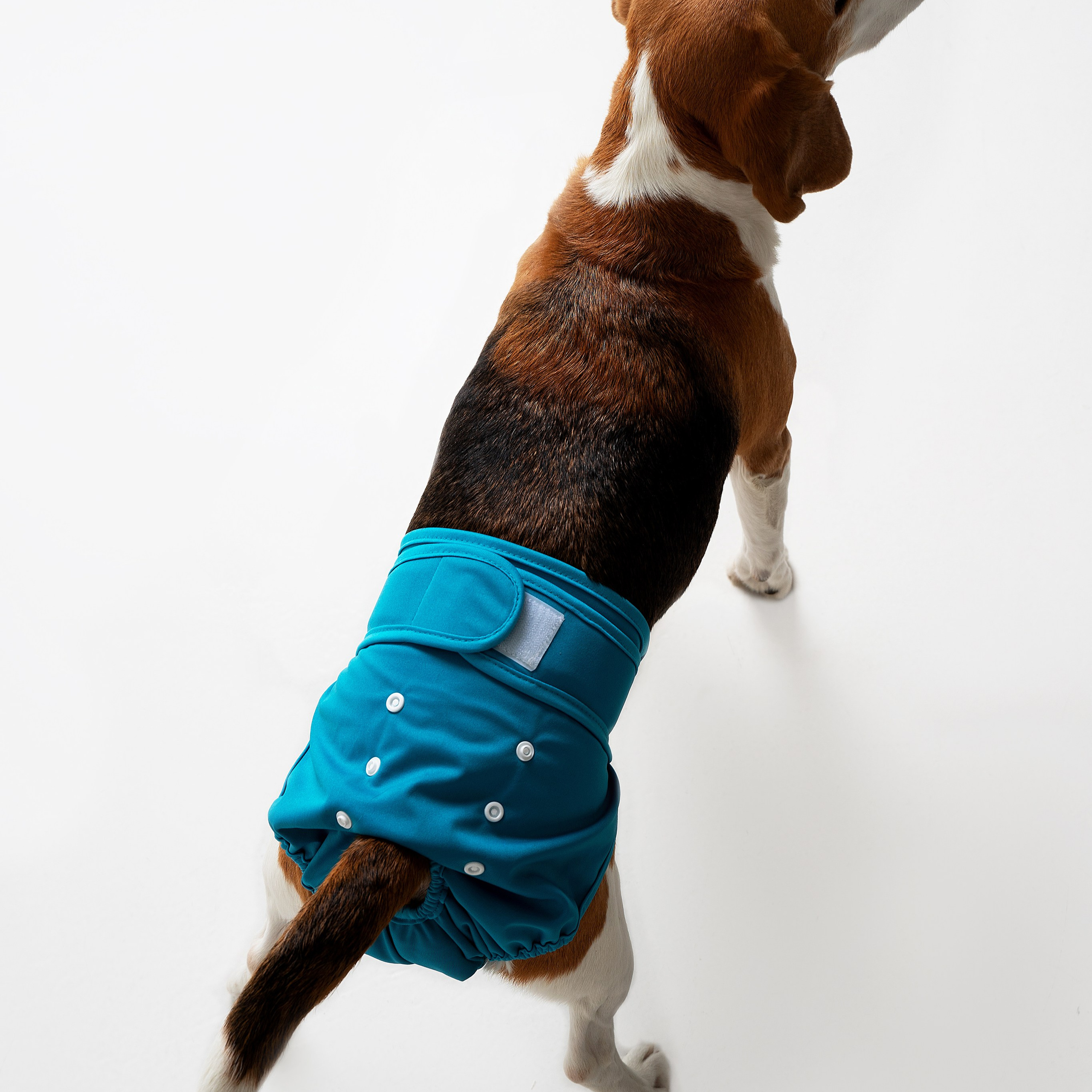 Предметная съёмка Товаров для животных и фото для маркетплейсов