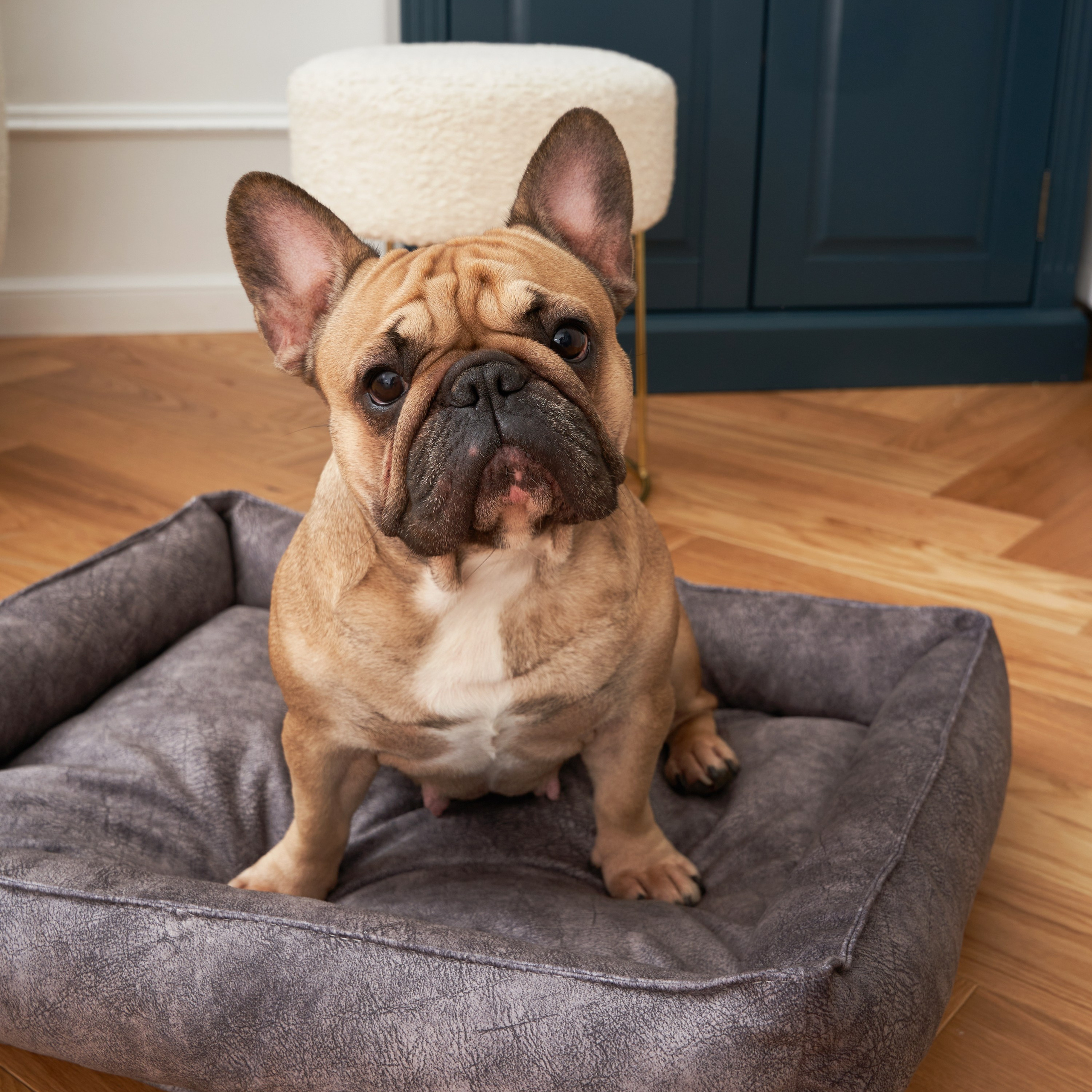 Предметная съёмка товаров для животных, подчёркивающая их экологичность и натуральные материалы.