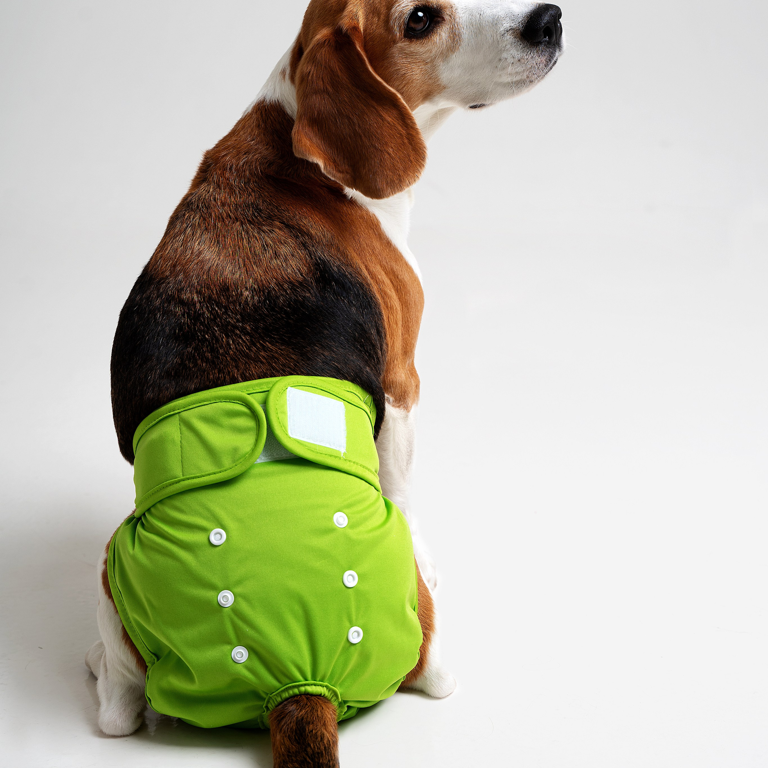 Предметная съёмка Товаров для животных и фото для маркетплейсов