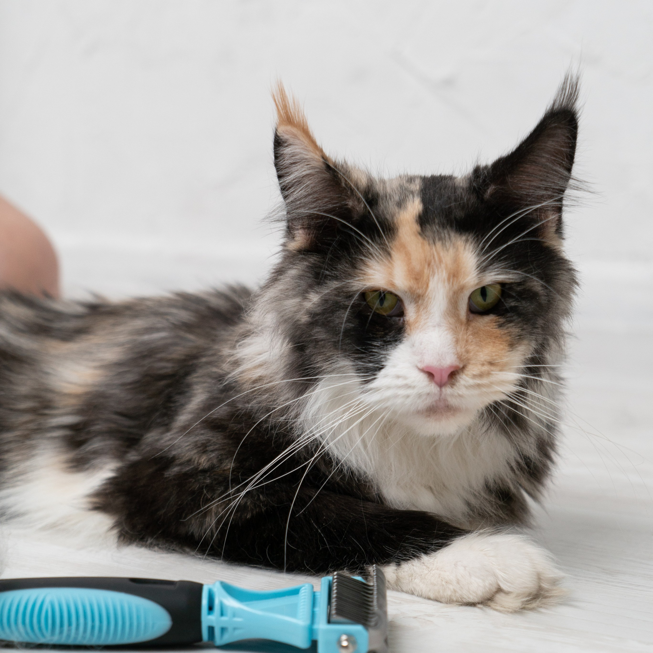 Предметная съемка товаров для животных, подчеркивающая яркие цвета и оригинальные дизайны продукции.