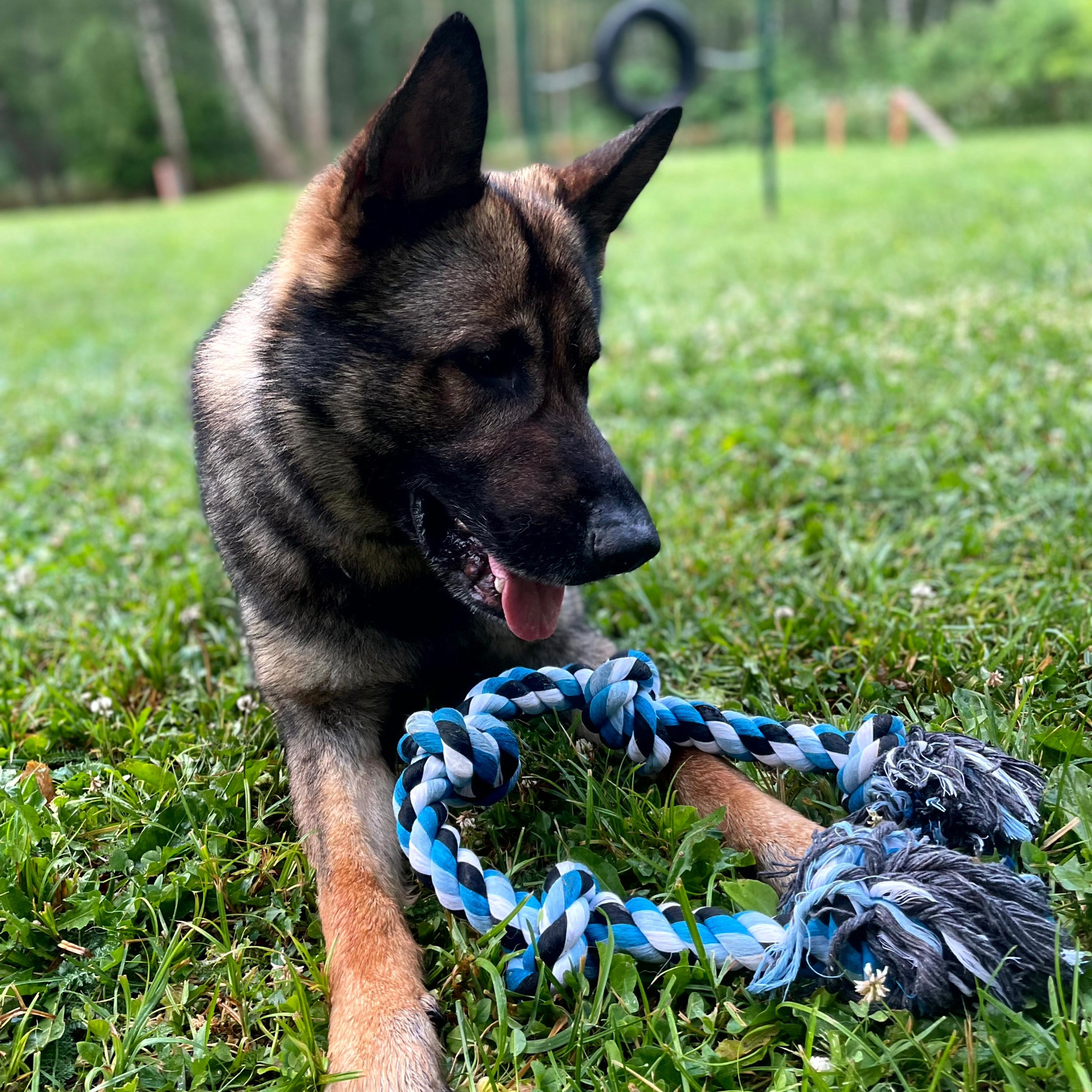 Предметная съёмка товаров для животных, демонстрирующая уникальные особенности и детали каждого изделия.