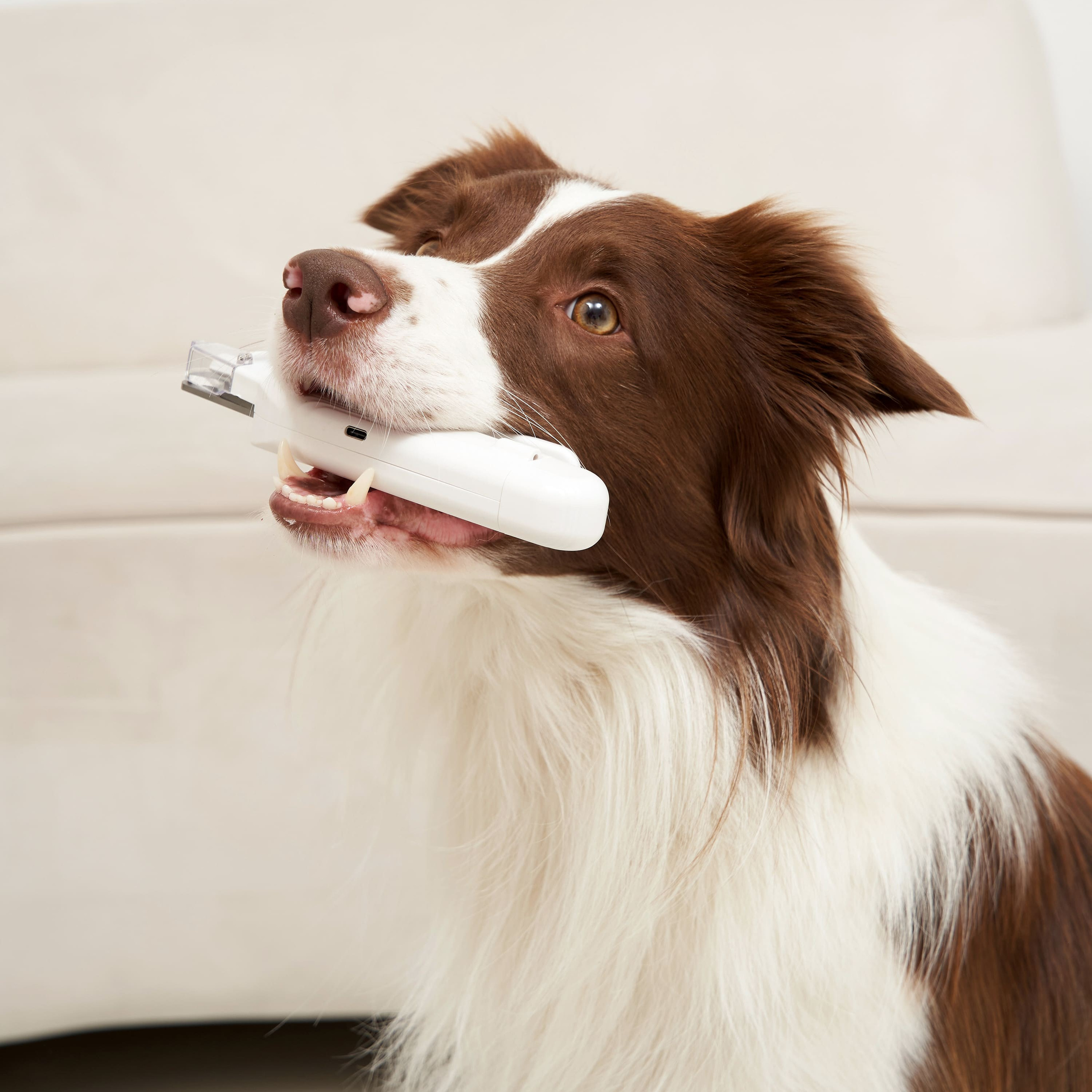 Предметная съёмка Товаров для животных и фото для маркетплейсов