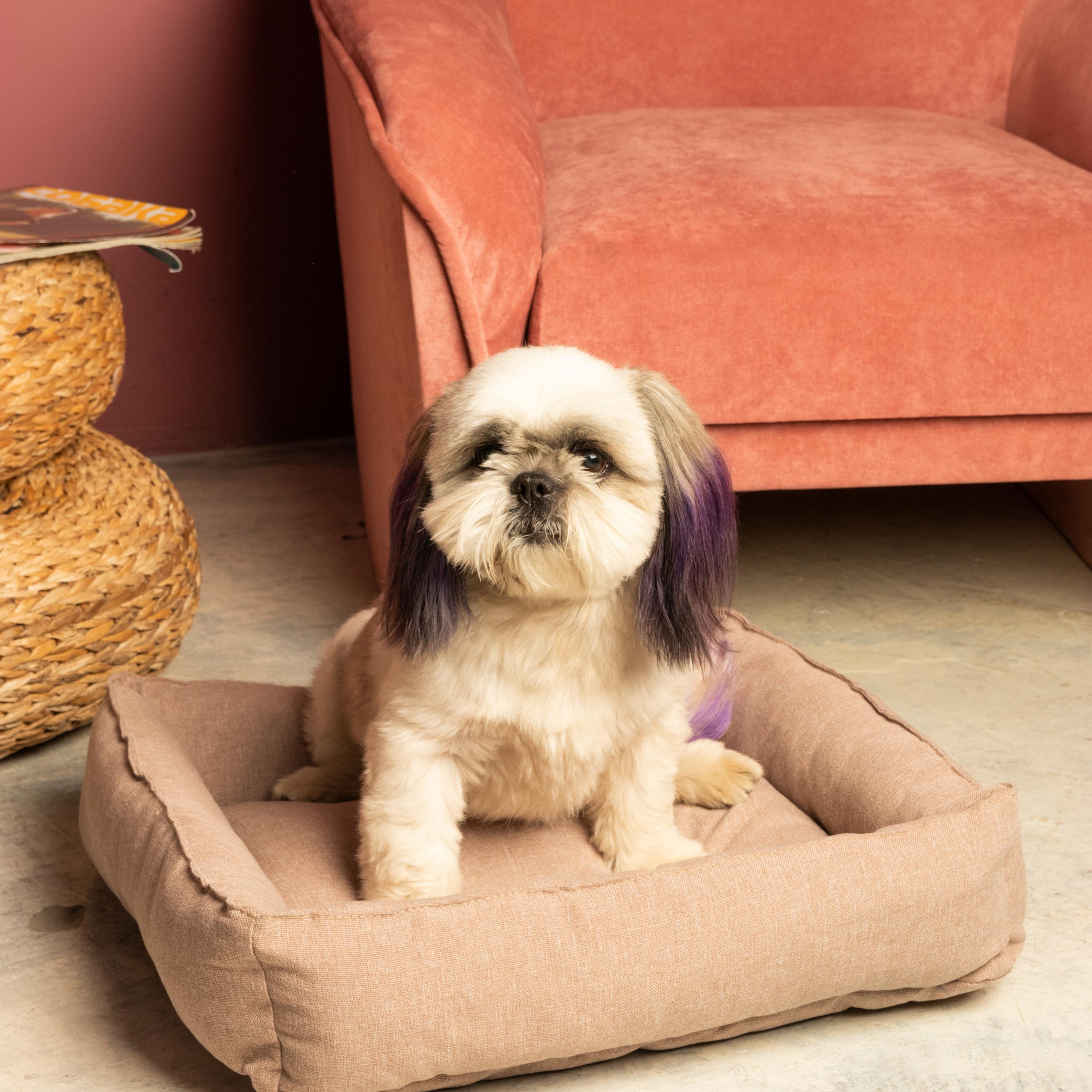 Шаки Ши-тцу | id 26701