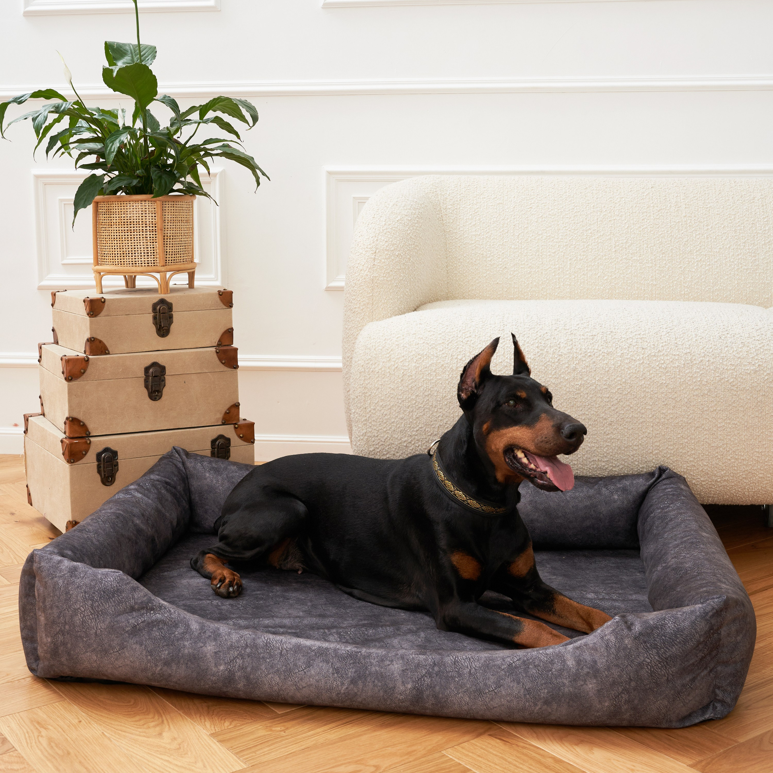 Предметная съемка товаров для животных, акцентирующая на увлекательных моментах совместного времяпрепровождения