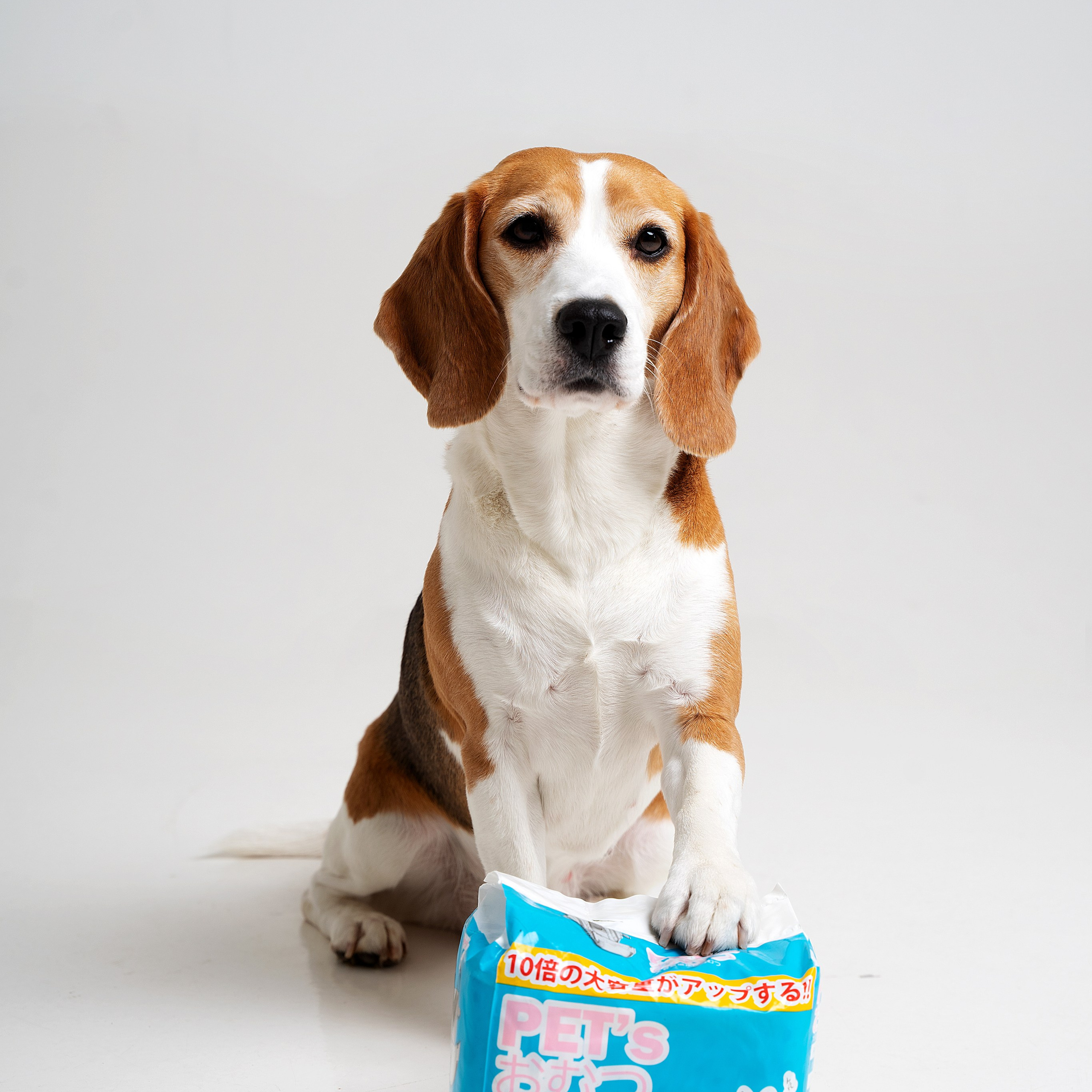 Предметная съёмка Товаров для животных и фото для маркетплейсов