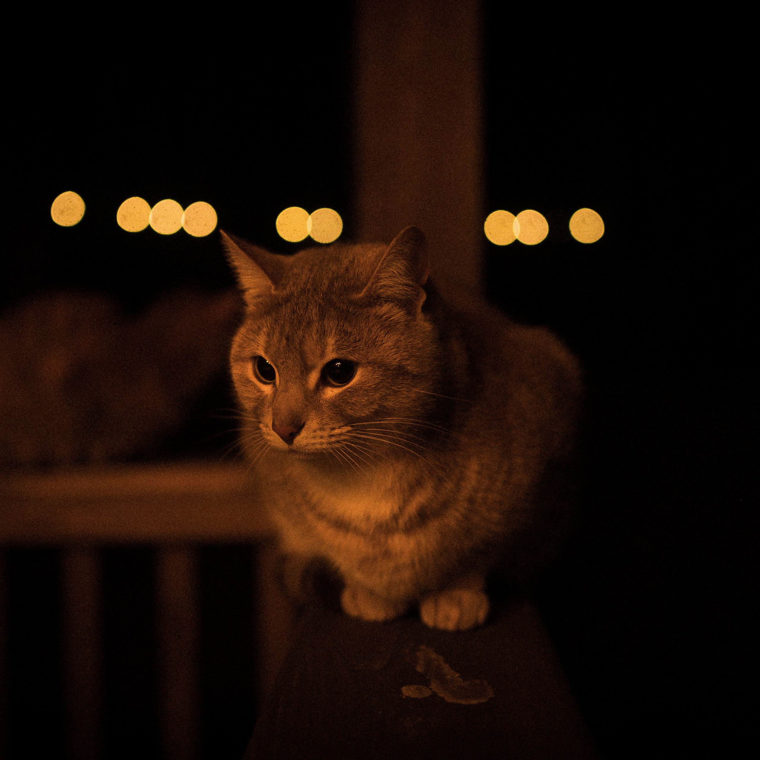 Cat feeding, 16.11.22