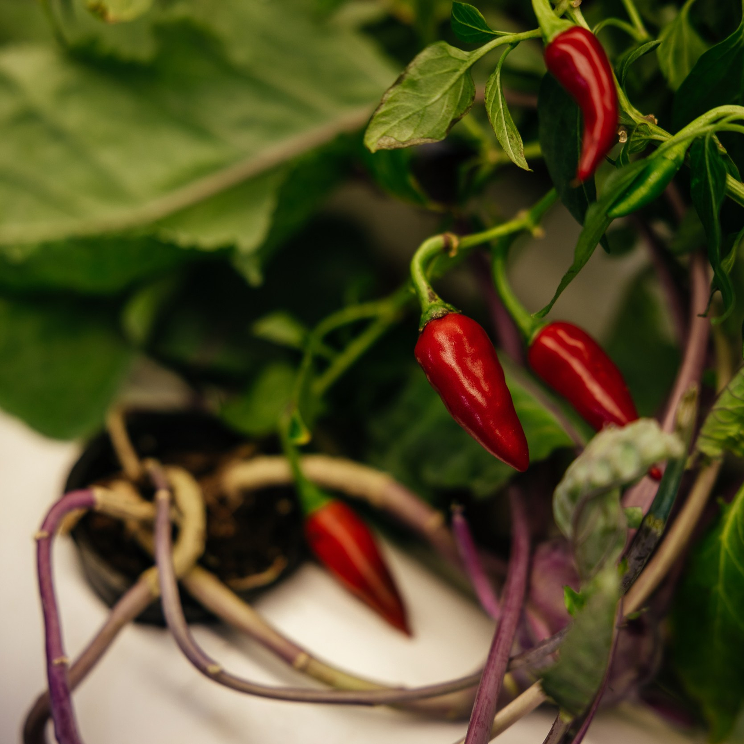 Гриль! Рест! Фест!. Репортажный и свадебный фотограф в Краснодаре Владислав Рыжов