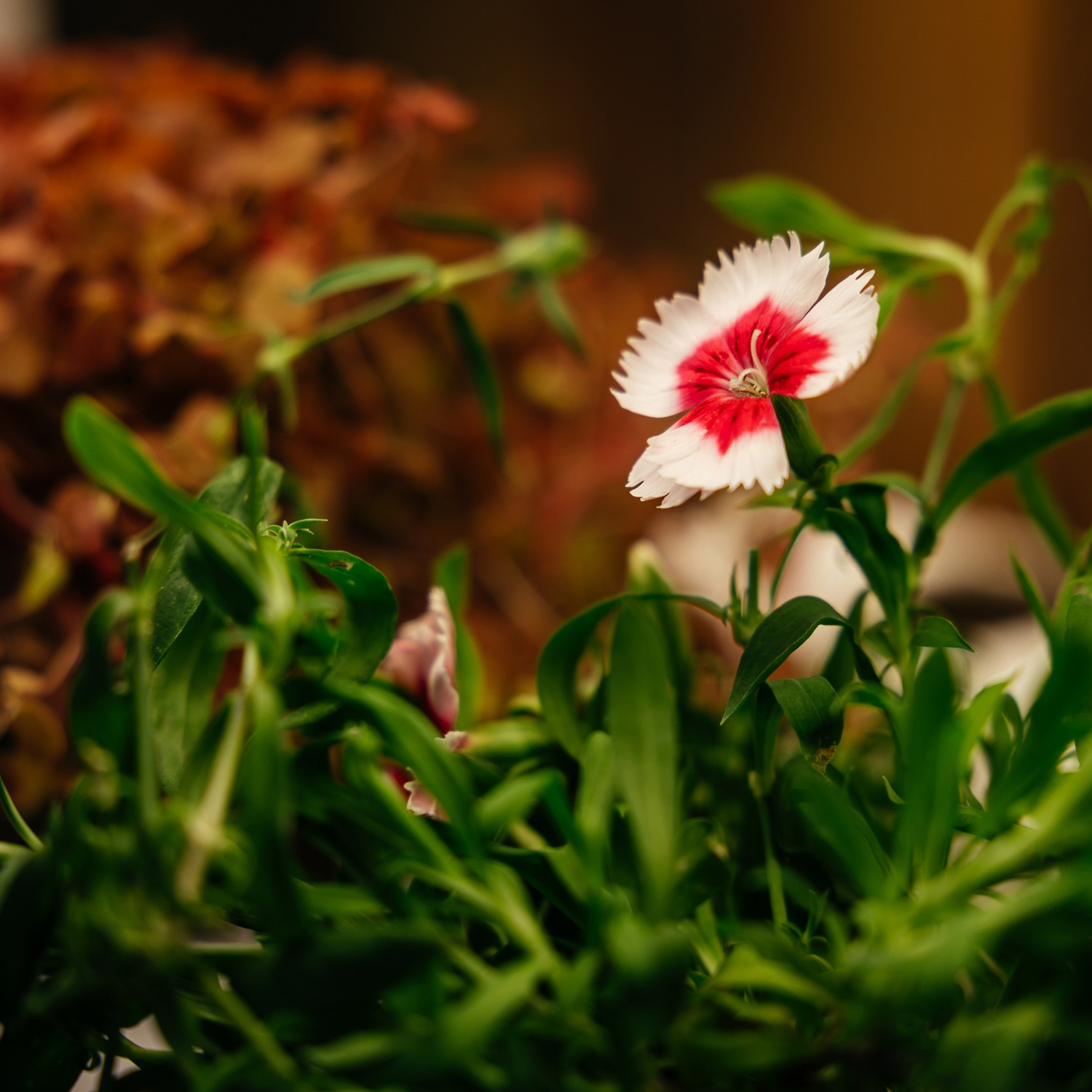 Гриль! Рест! Фест!. Репортажный и свадебный фотограф в Краснодаре Владислав Рыжов