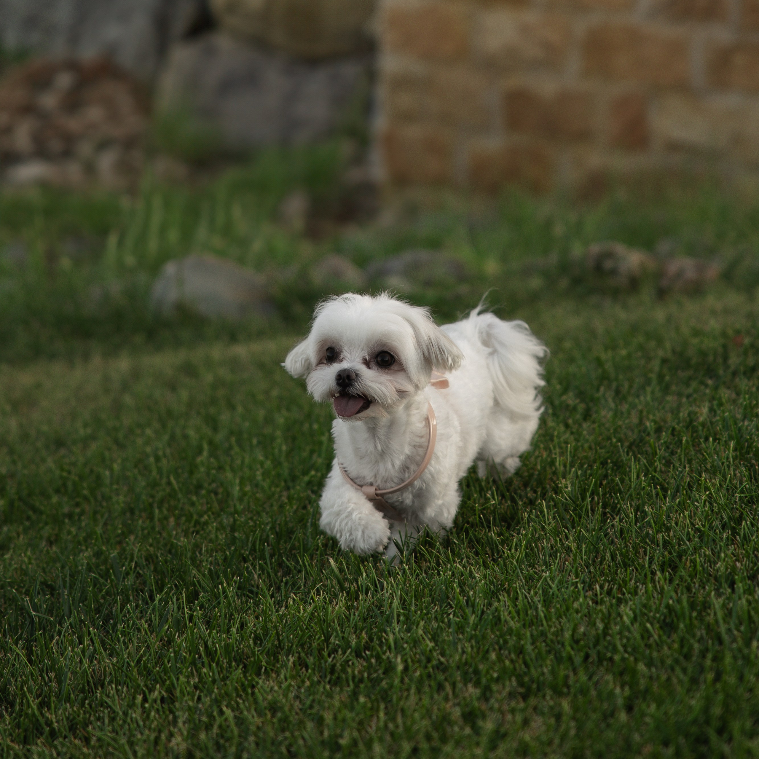 Анастасия | Николай. Репортажный и свадебный фотограф в Краснодаре Владислав Рыжов