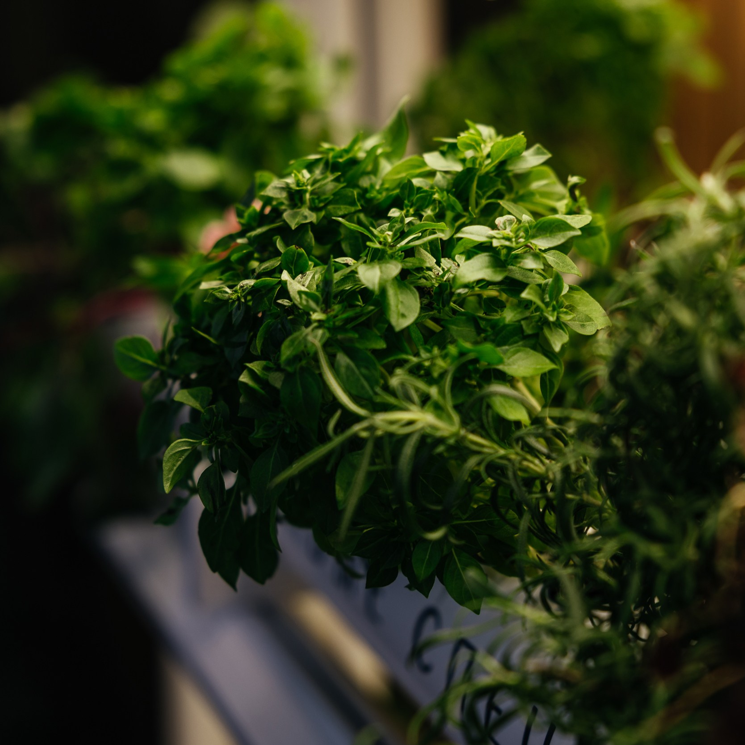 Гриль! Рест! Фест!. Репортажный и свадебный фотограф в Краснодаре Владислав Рыжов