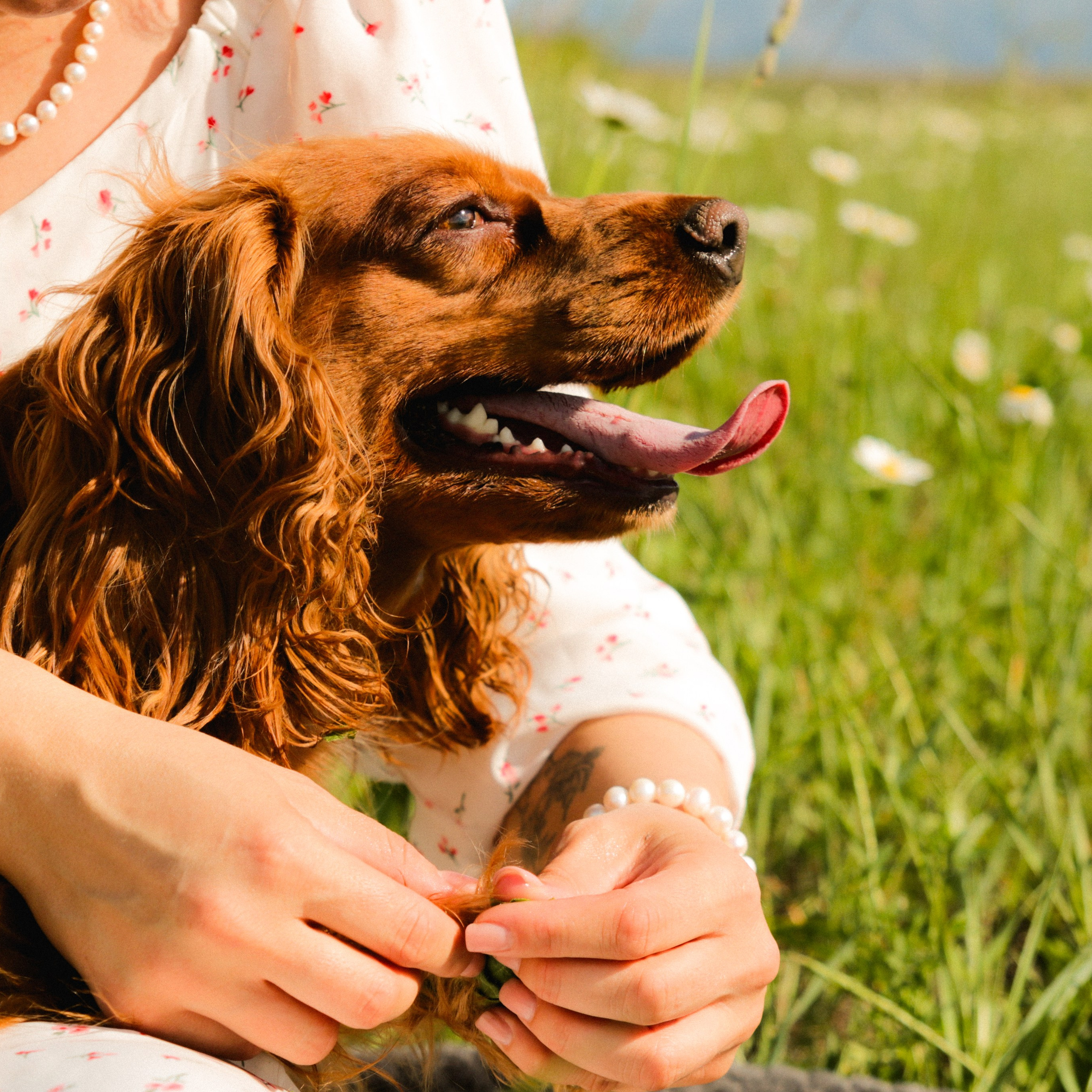 Аня, Черри и ромашки. Фотограф твоей души, снимаю в Крыму и не только