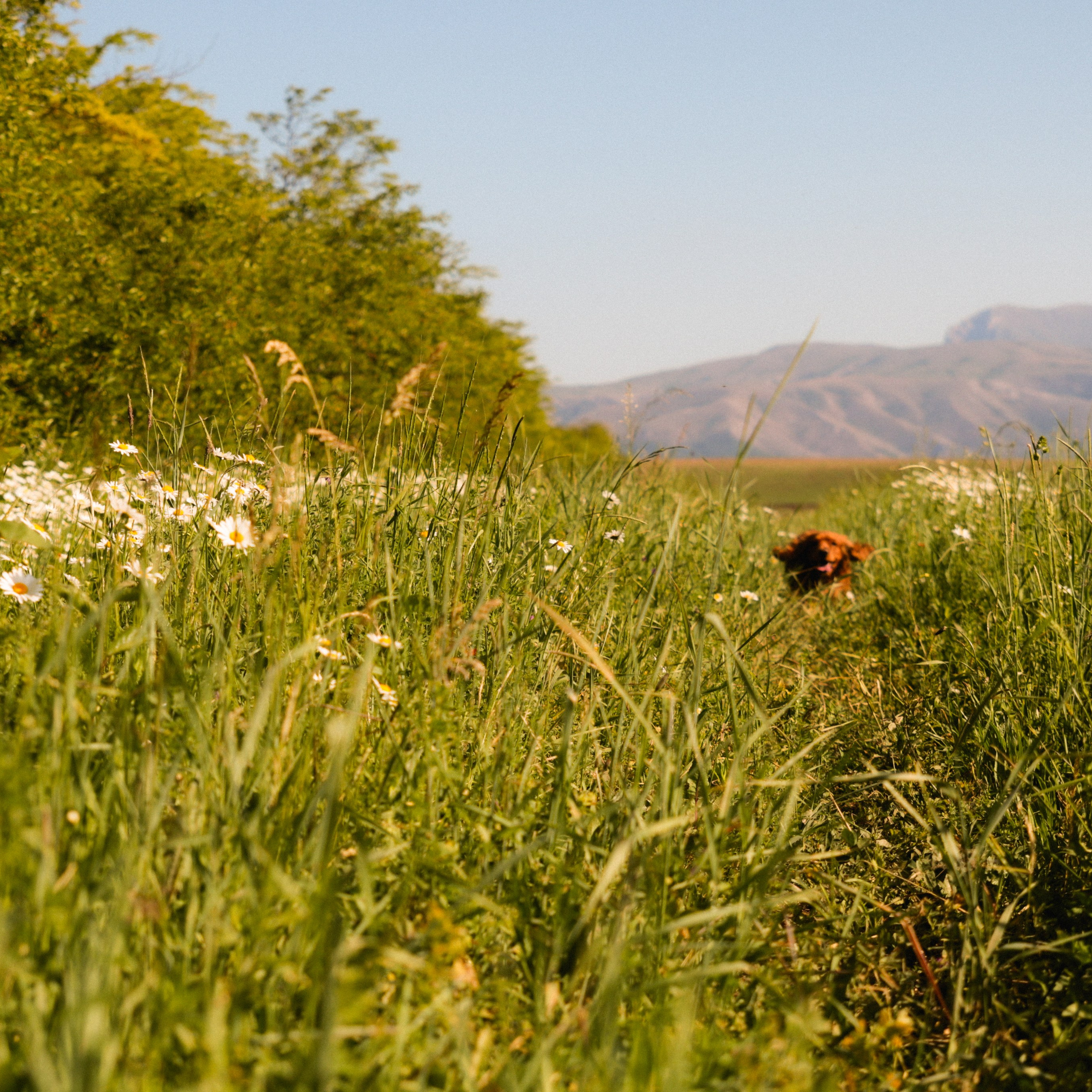 Аня, Черри и ромашки. Фотограф твоей души, снимаю в Крыму и не только