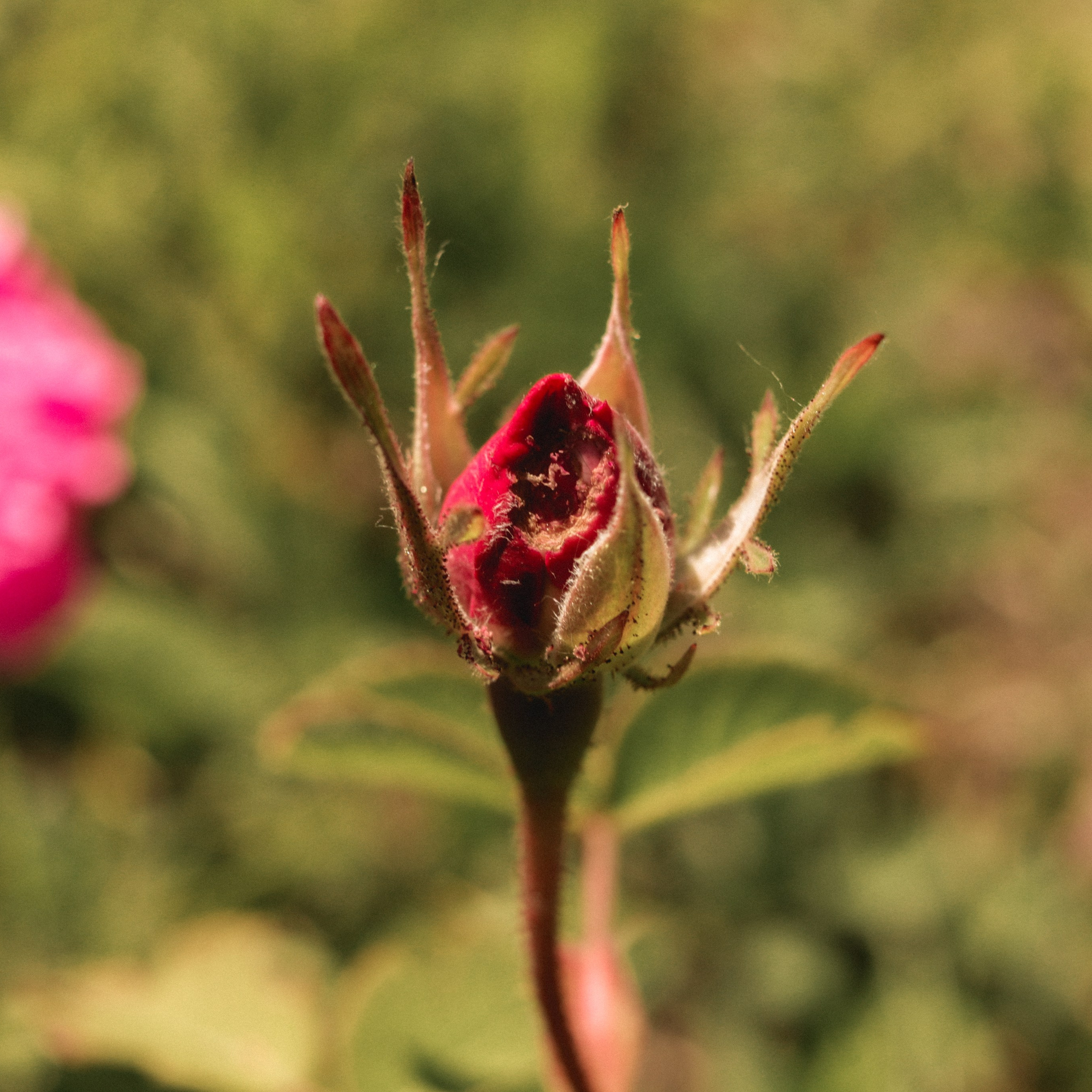 Прогулка день Земли 24. Фотография, которая говорит о тебе