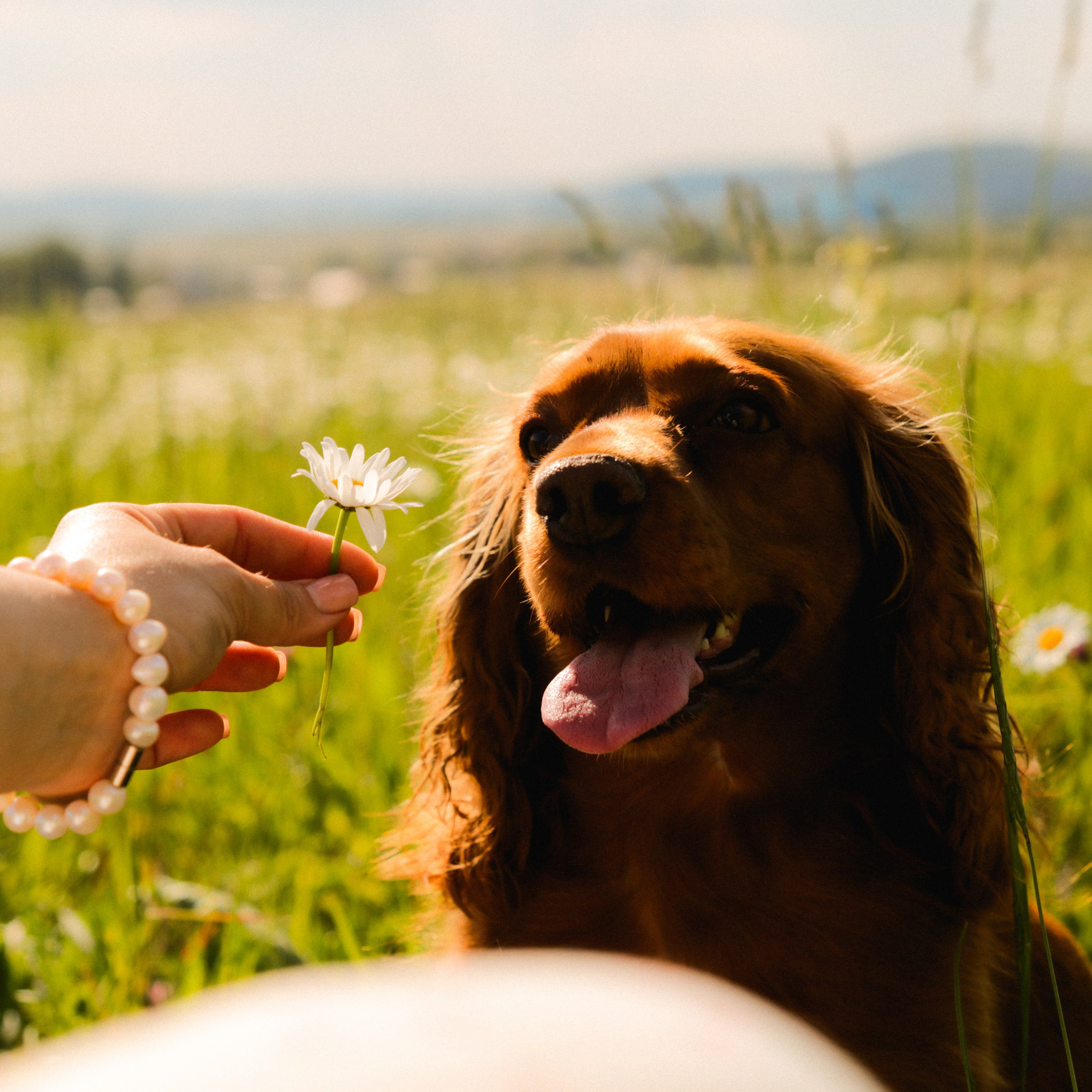Аня, Черри и ромашки. Фотограф твоей души, снимаю в Крыму и не только