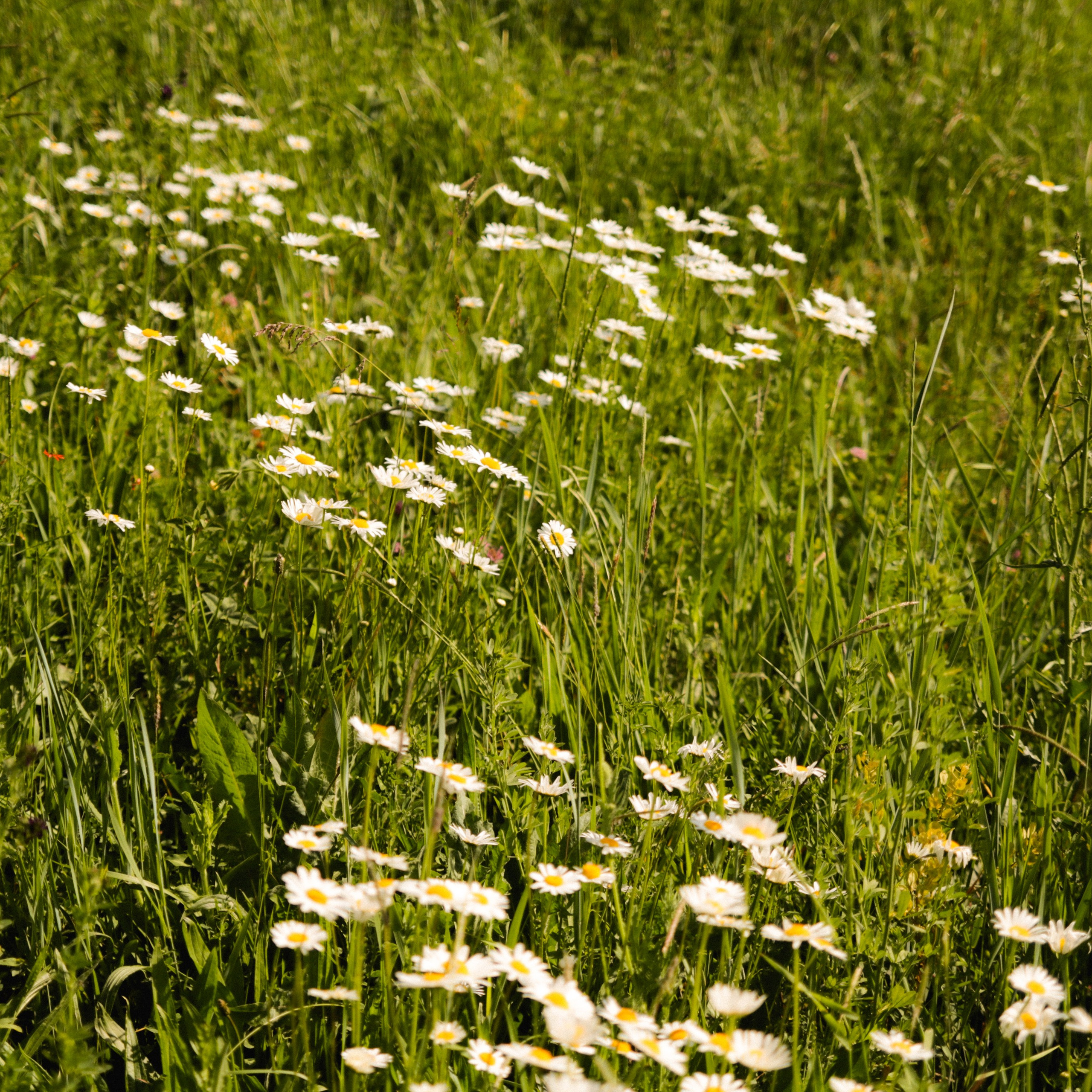 Аня, Черри и ромашки. Фотограф твоей души, снимаю в Крыму и не только