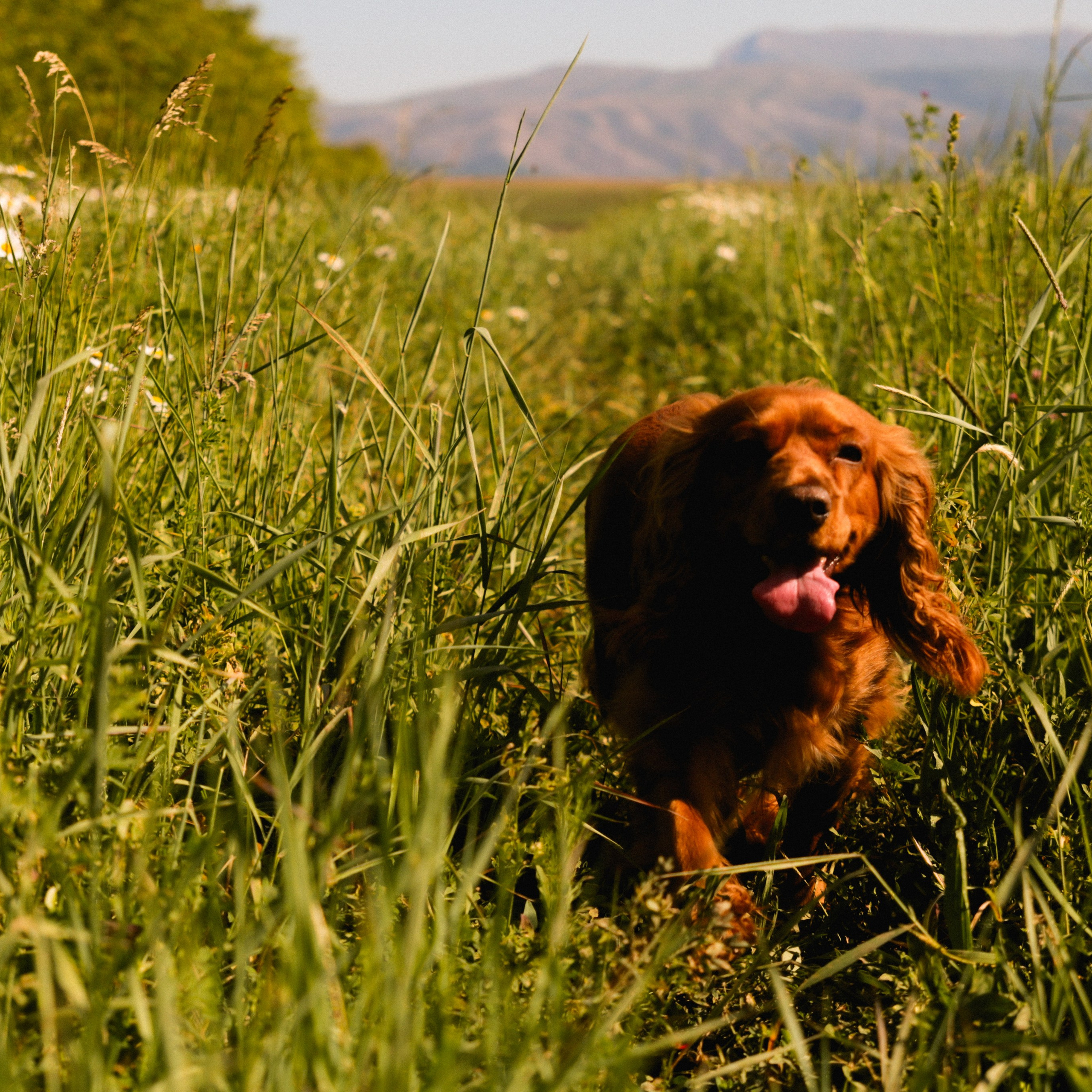 Аня, Черри и ромашки. Фотограф твоей души, снимаю в Крыму и не только