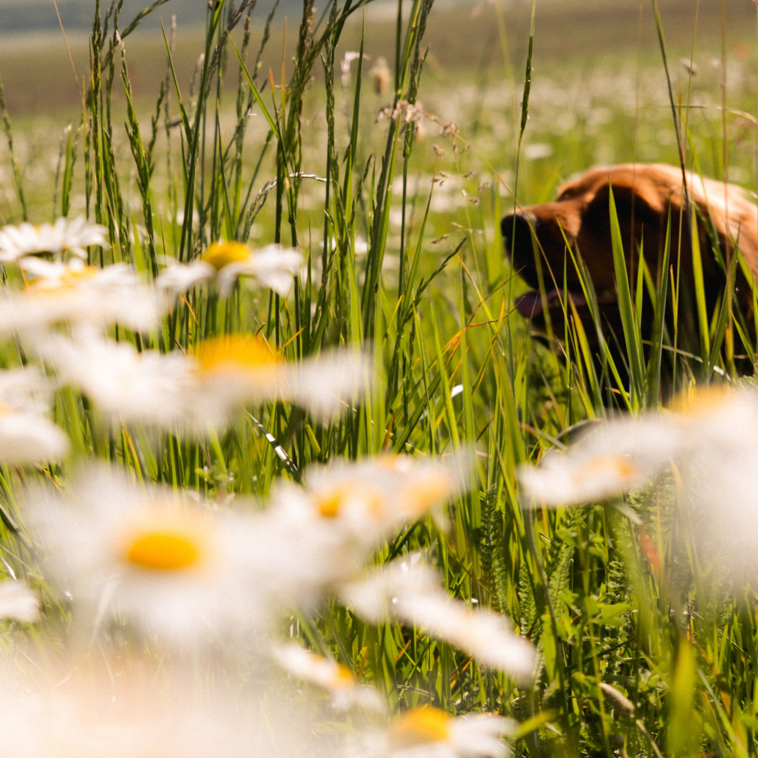 Аня, Черри и ромашки. Фотограф твоей души, снимаю в Крыму и не только