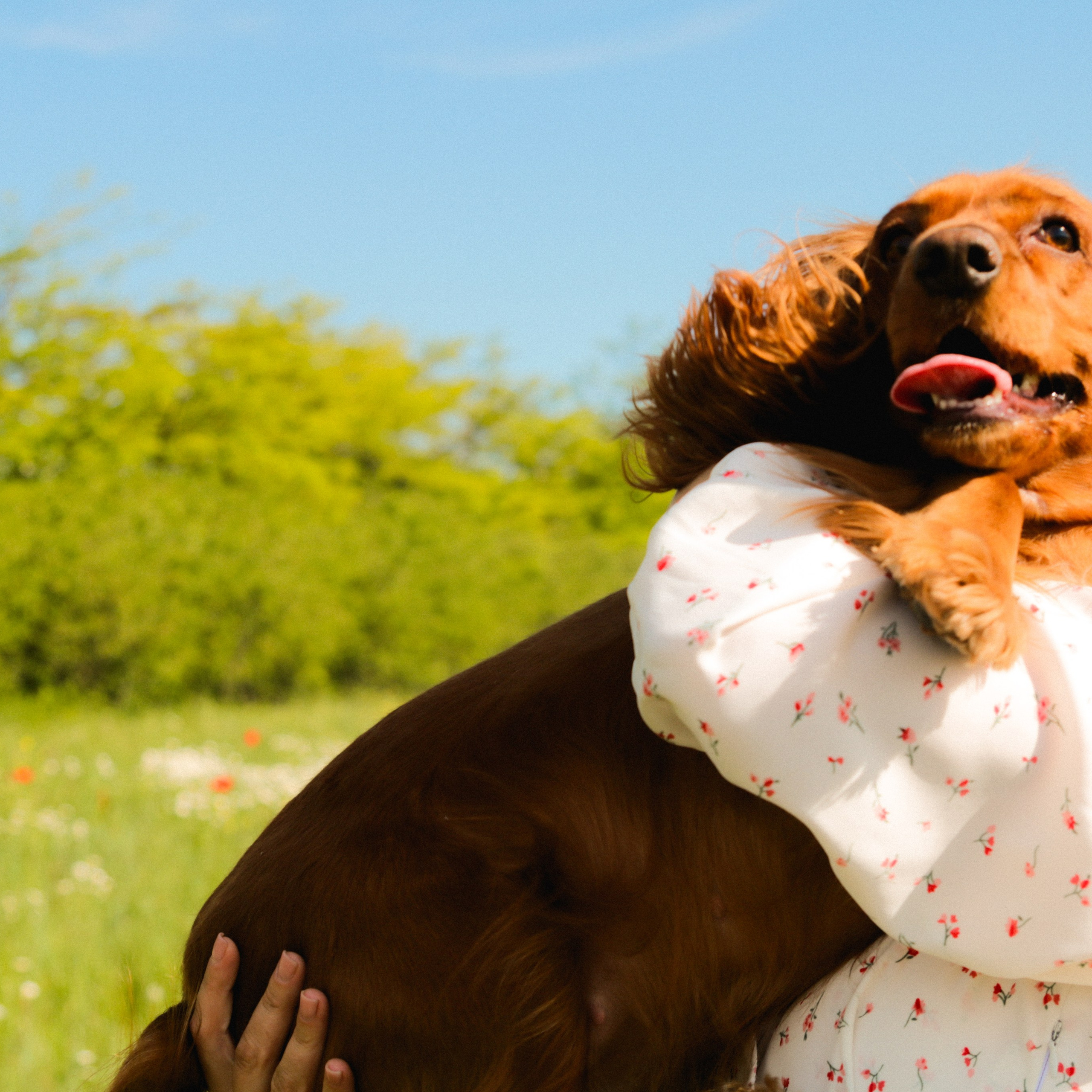 Аня, Черри и ромашки. Фотограф твоей души, снимаю в Крыму и не только