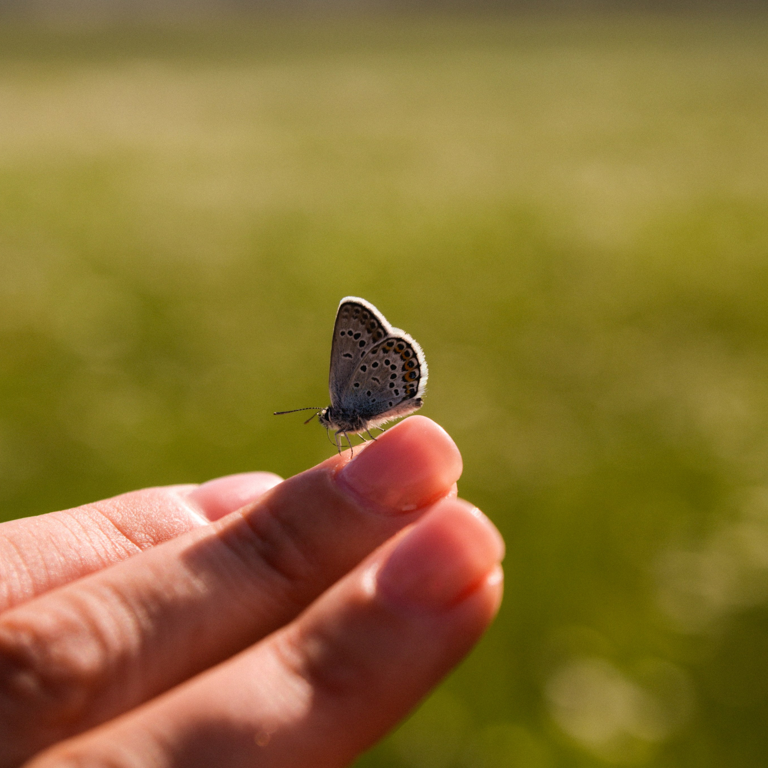 Аня, Черри и ромашки. Фотограф твоей души, снимаю в Крыму и не только