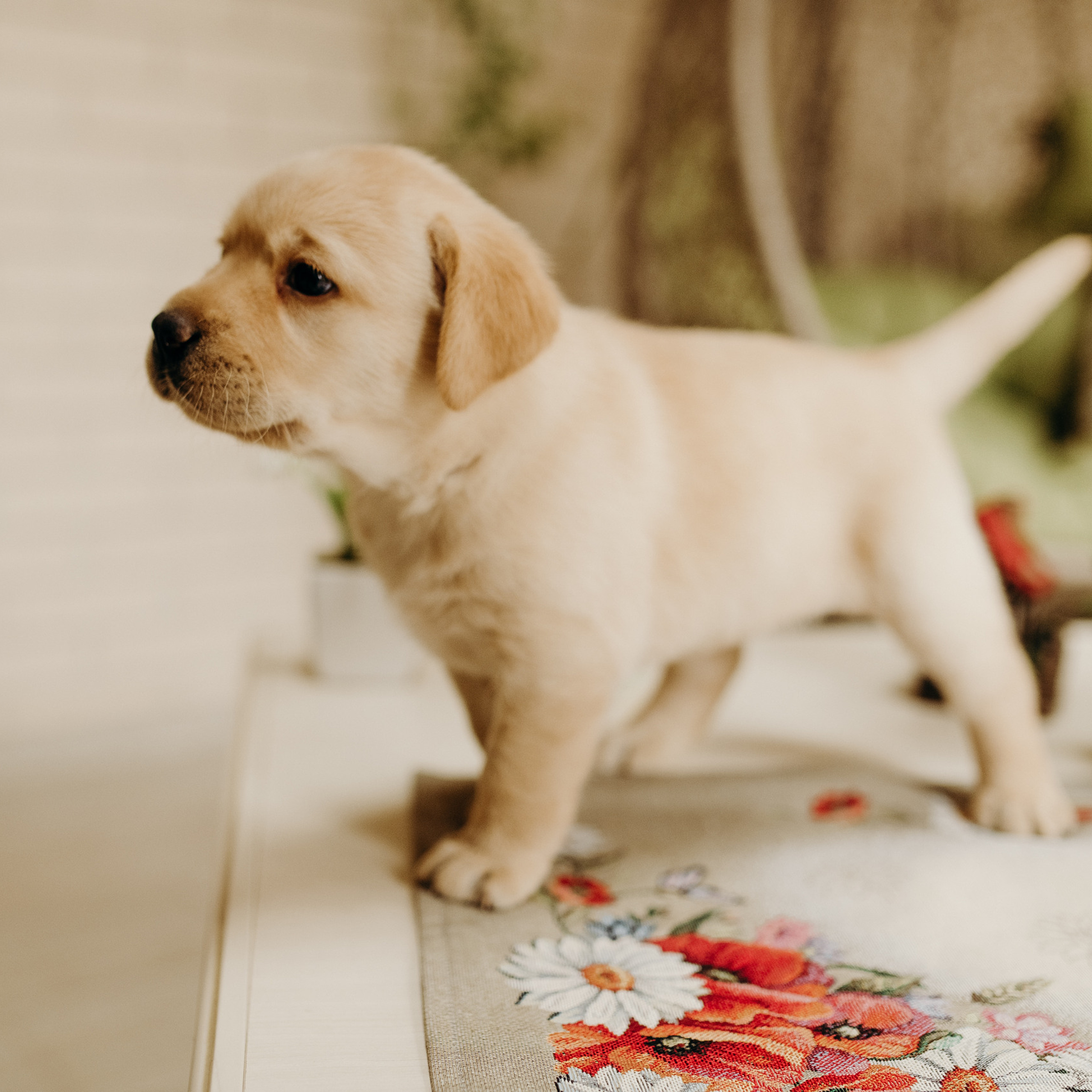 Отзывы. Свадебный и семейный фотограф Мария Ан