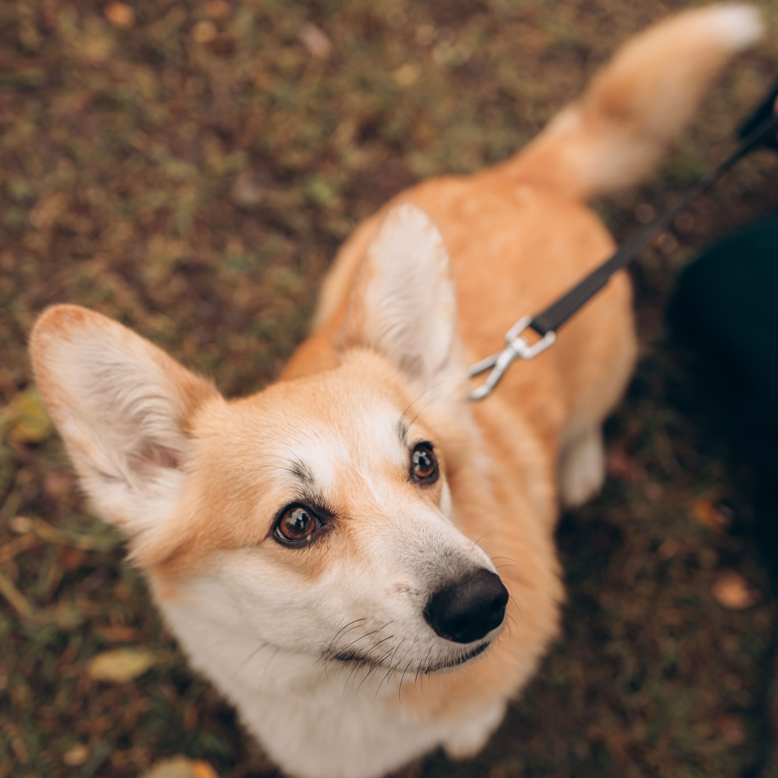 Отзывы. Семейный и женский фотограф в Санкт-Петербурге Павлова Елена