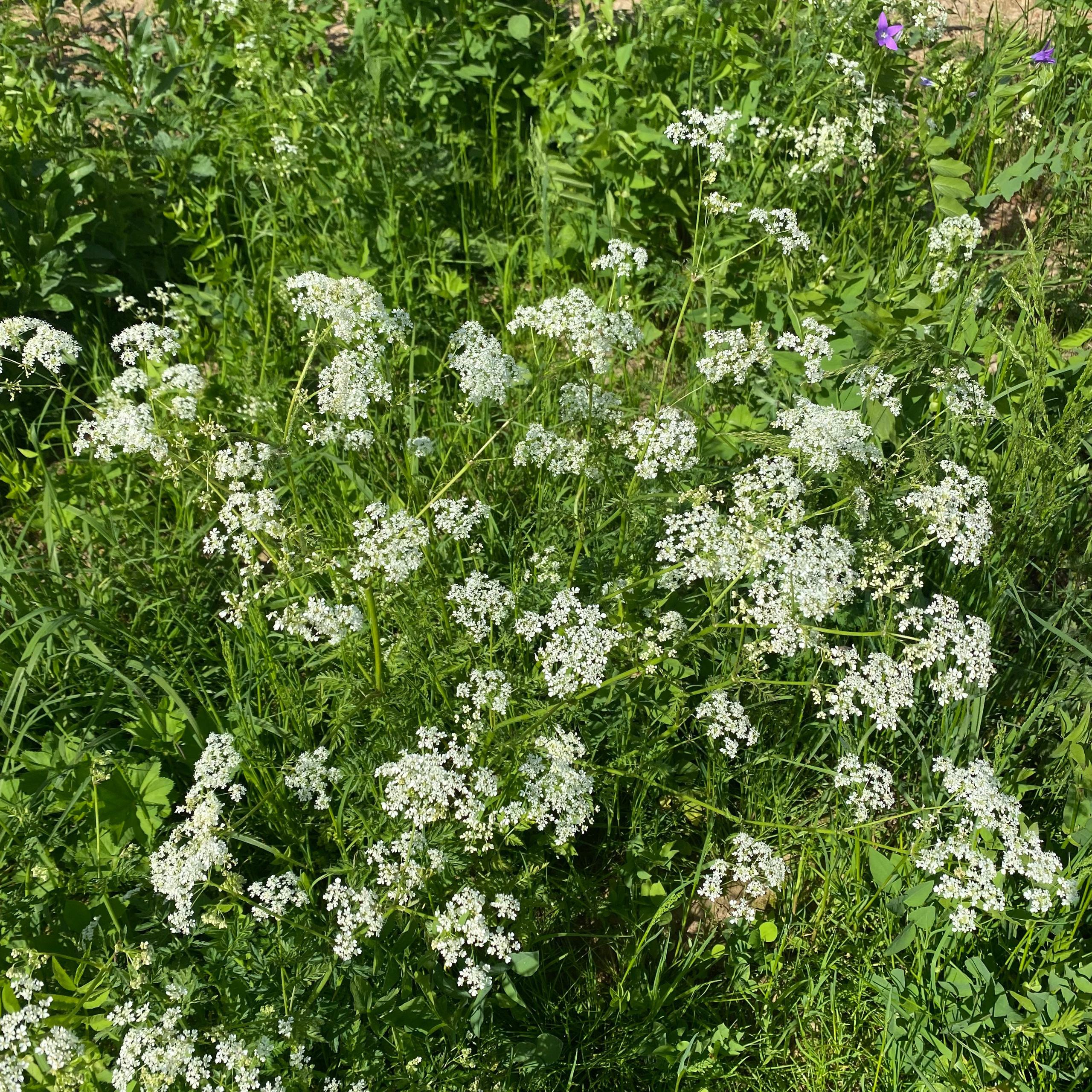 Отзывы. Гостевой дом Каприот в средиземноморском стиле