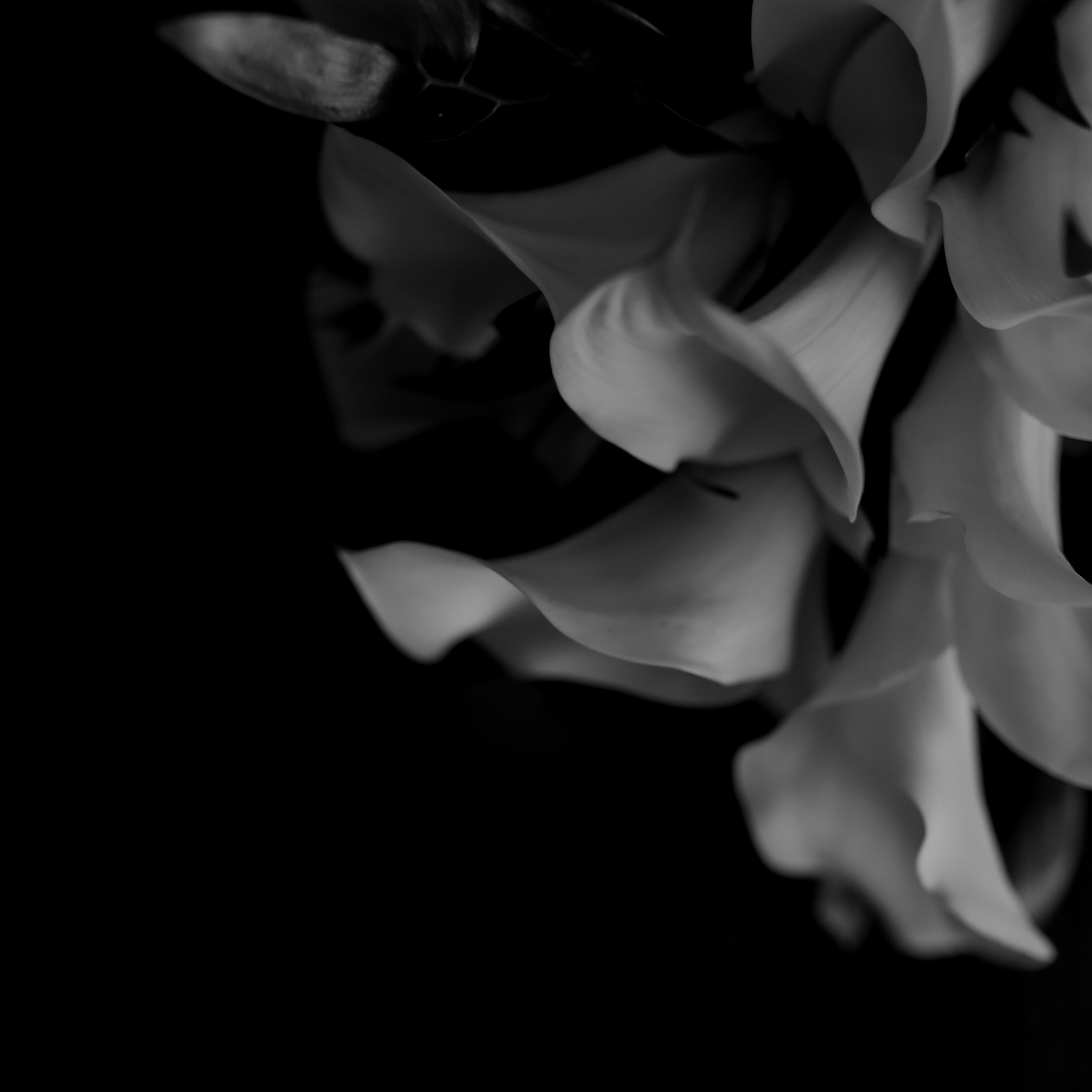 Свадебный и семейный фотограф в Москве Тимофеева Ирина