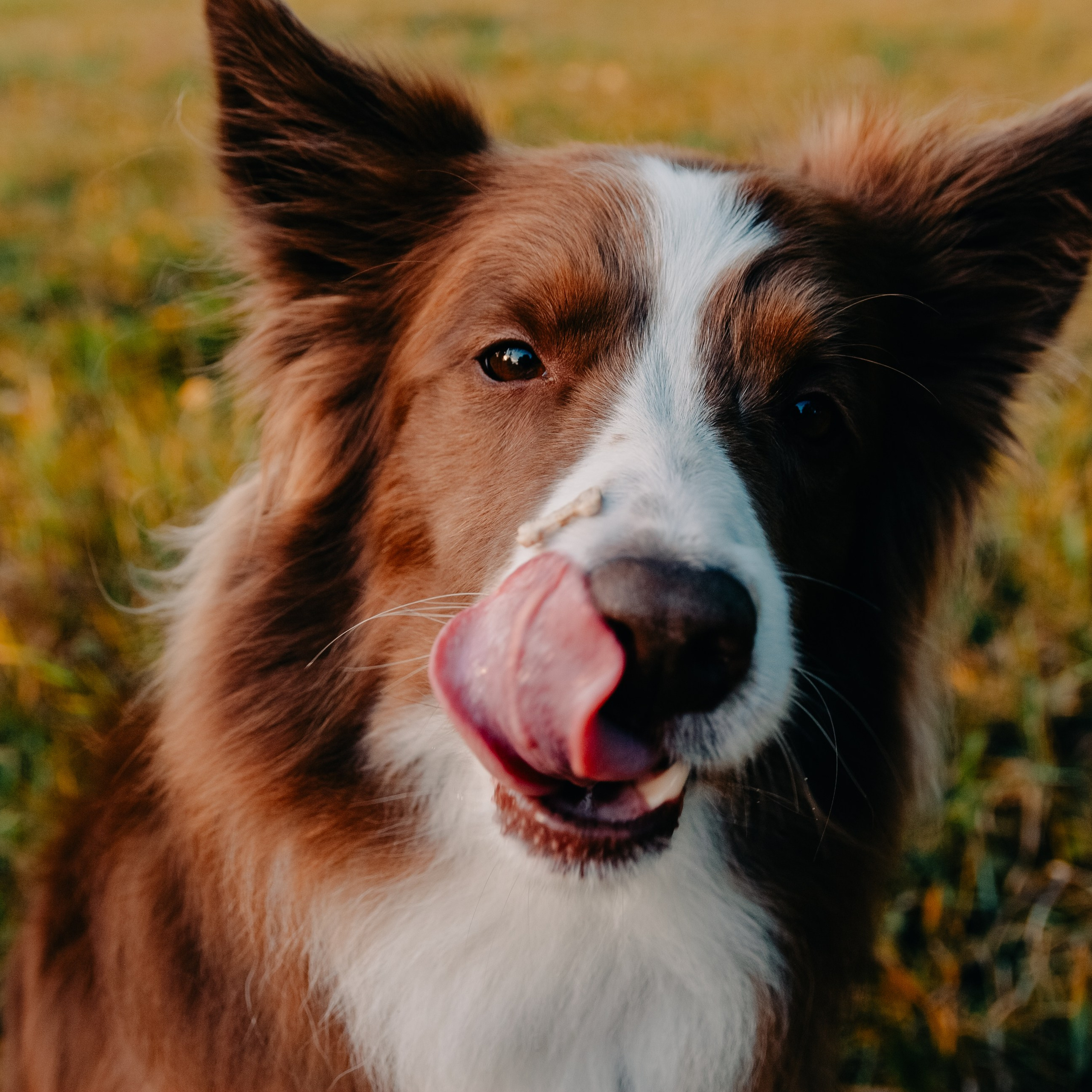 Зоопарк в моём багаже