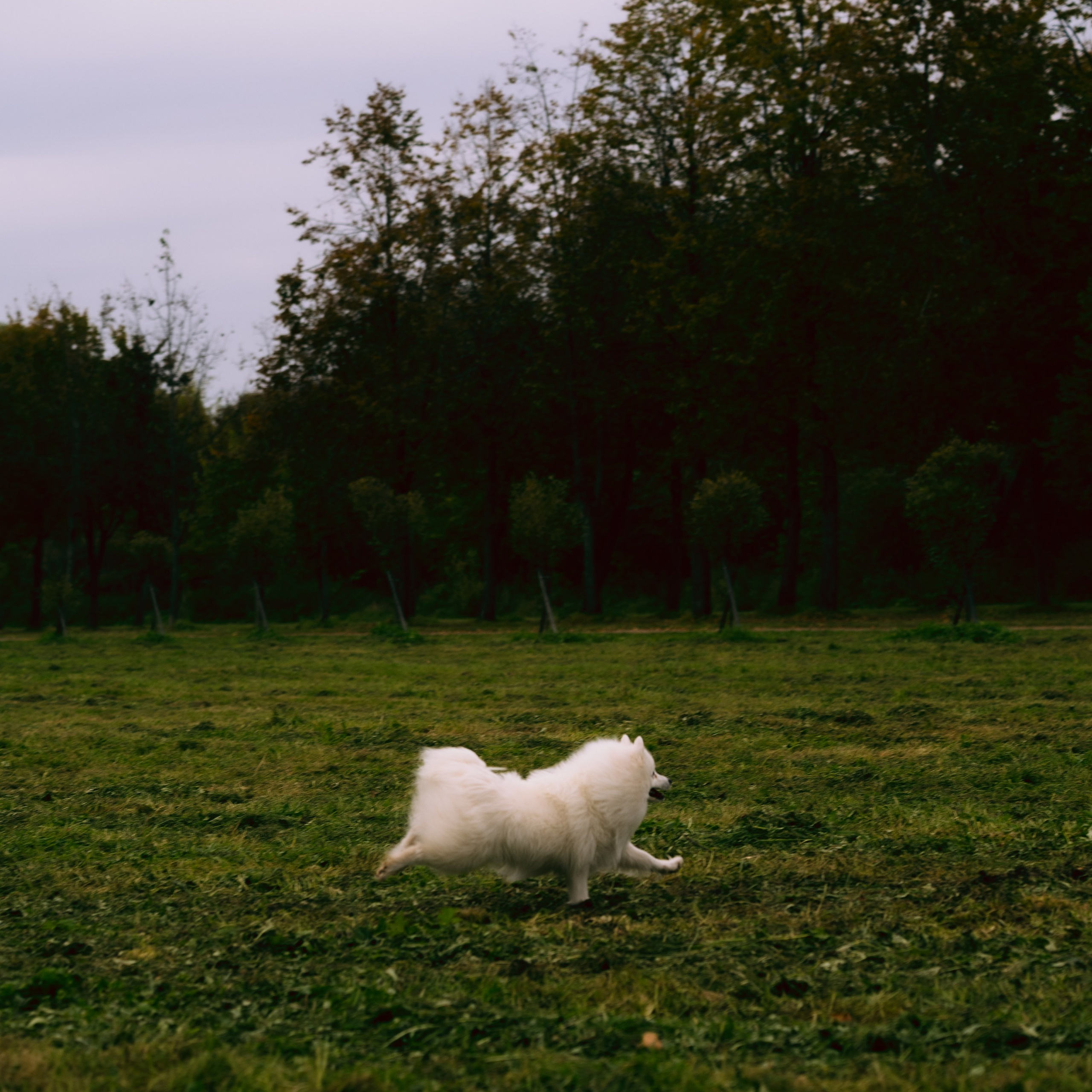 Отзывы. Кошенкова Мария: портретный и репортажный фотограф. Санкт-Петербург