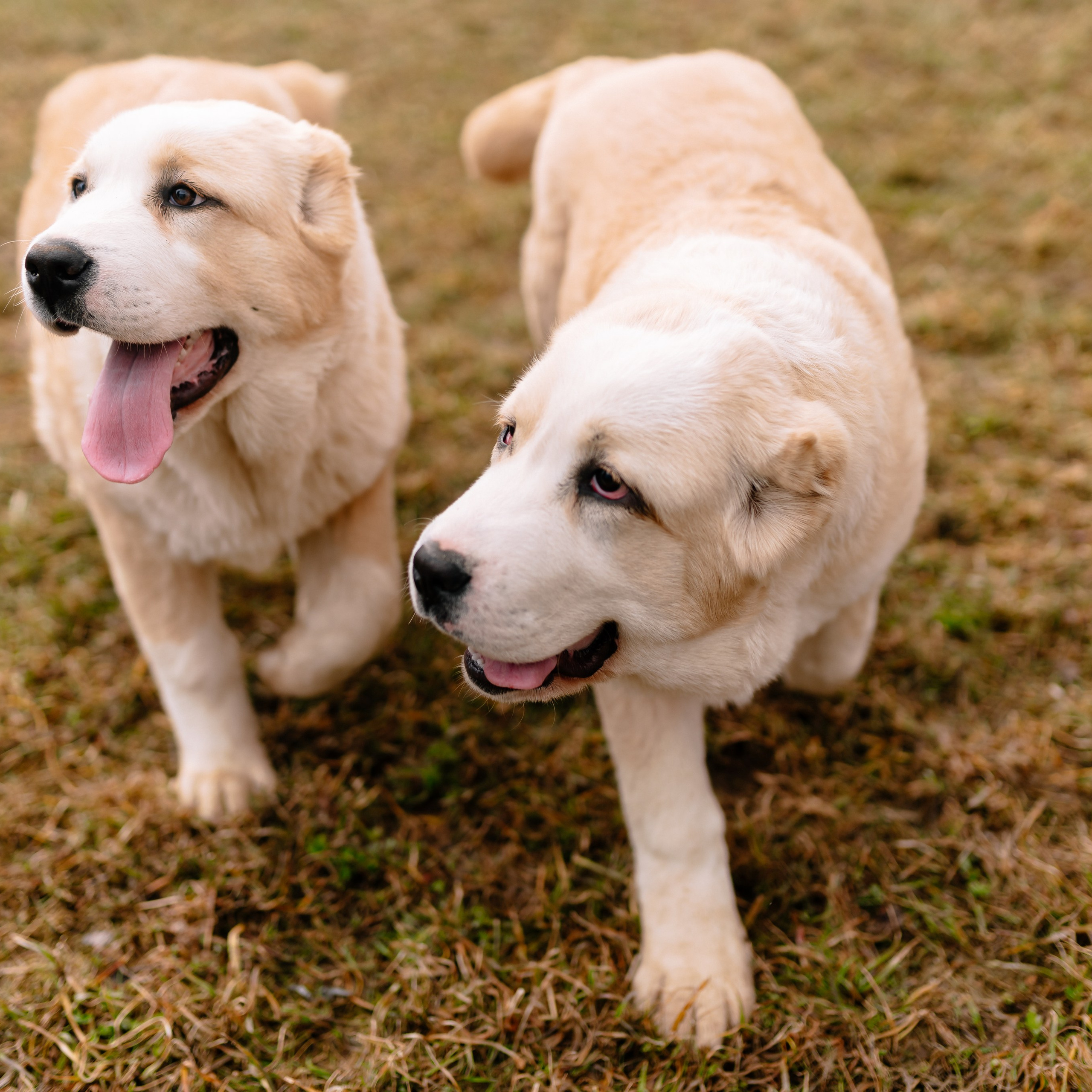 Отзывы. Семейный фотограф Одинцово Москва Наталия Черенкова