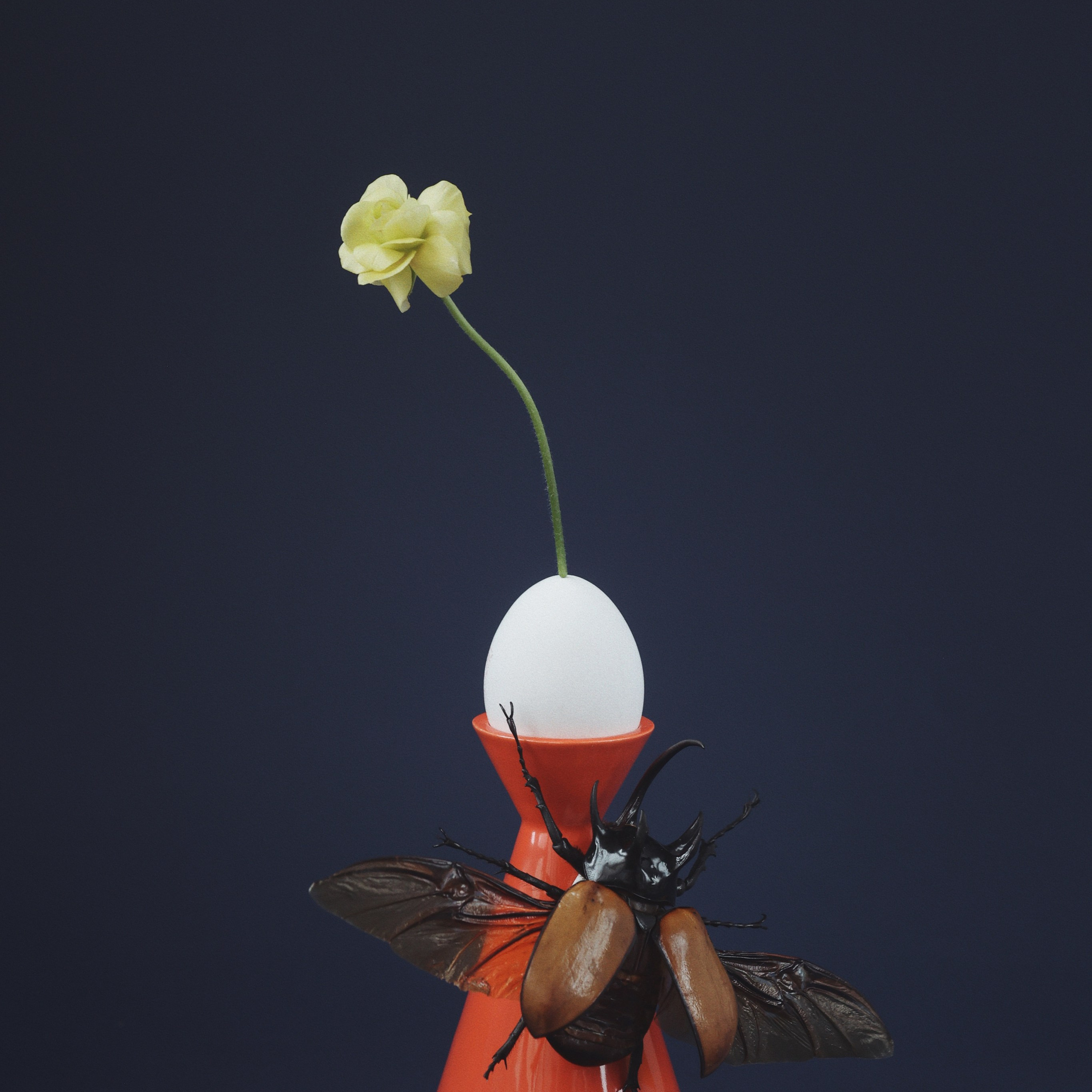 Keslerceramics. Сет-дизайнер и предметный фотограф в Москве Каракулова Диана