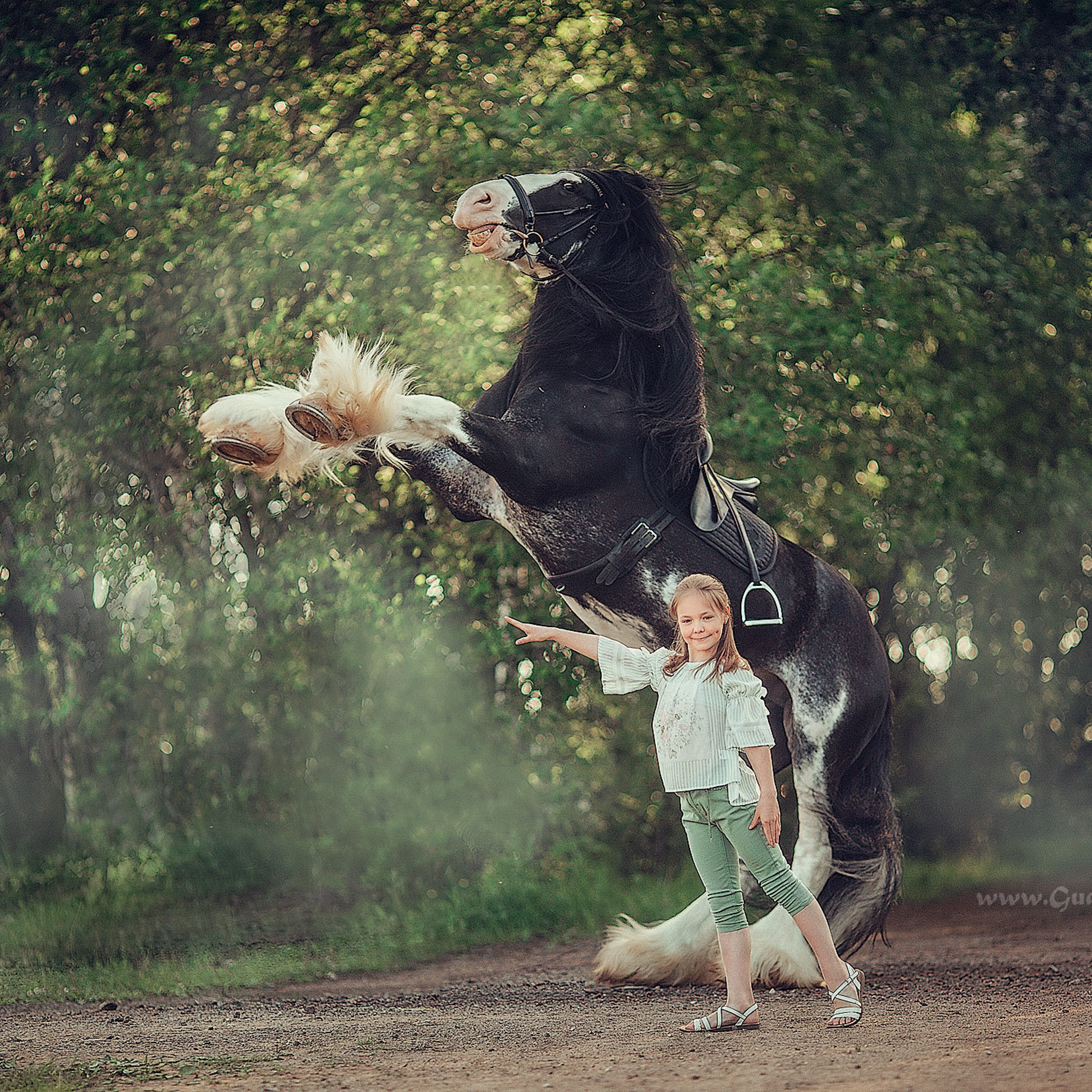 Девочка  блондинка 10 лет дрессирует лошадь породы клейдесдаль по кличке Зак делает свечку