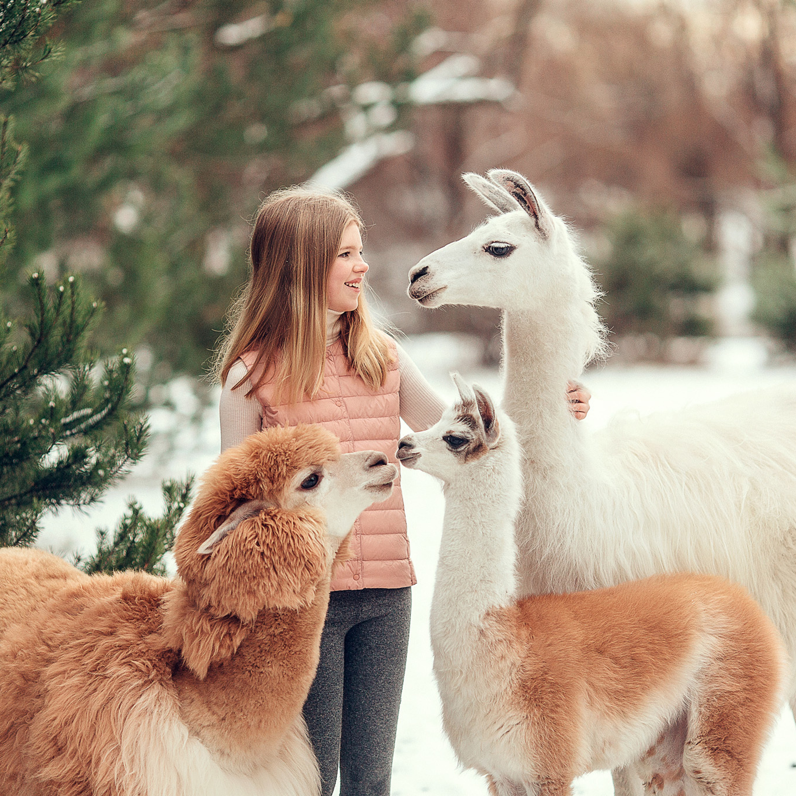 Девочка с альпакой и ламами зимой в сосновом лесу