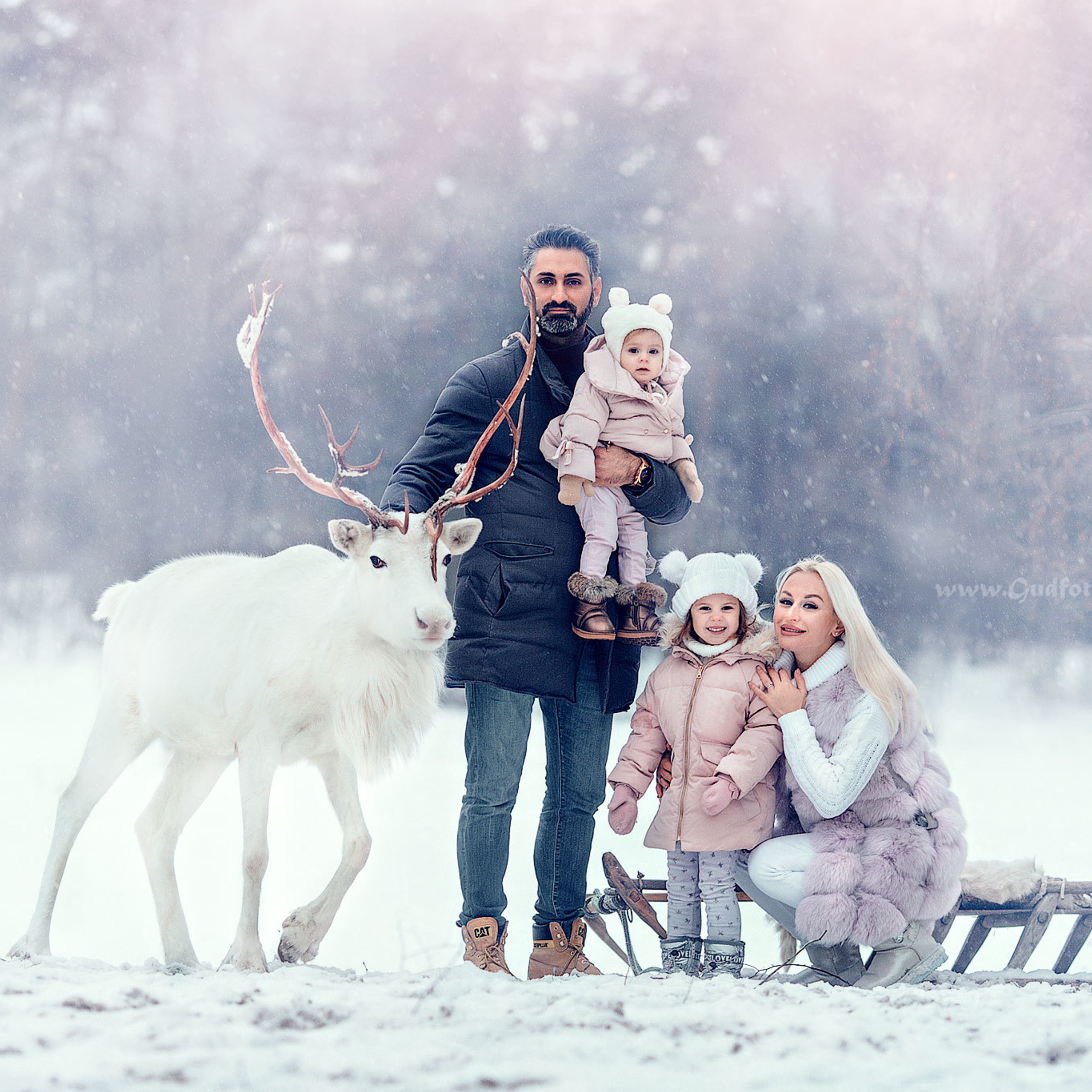 Семья с белым оленем на снегу сидят на санках
