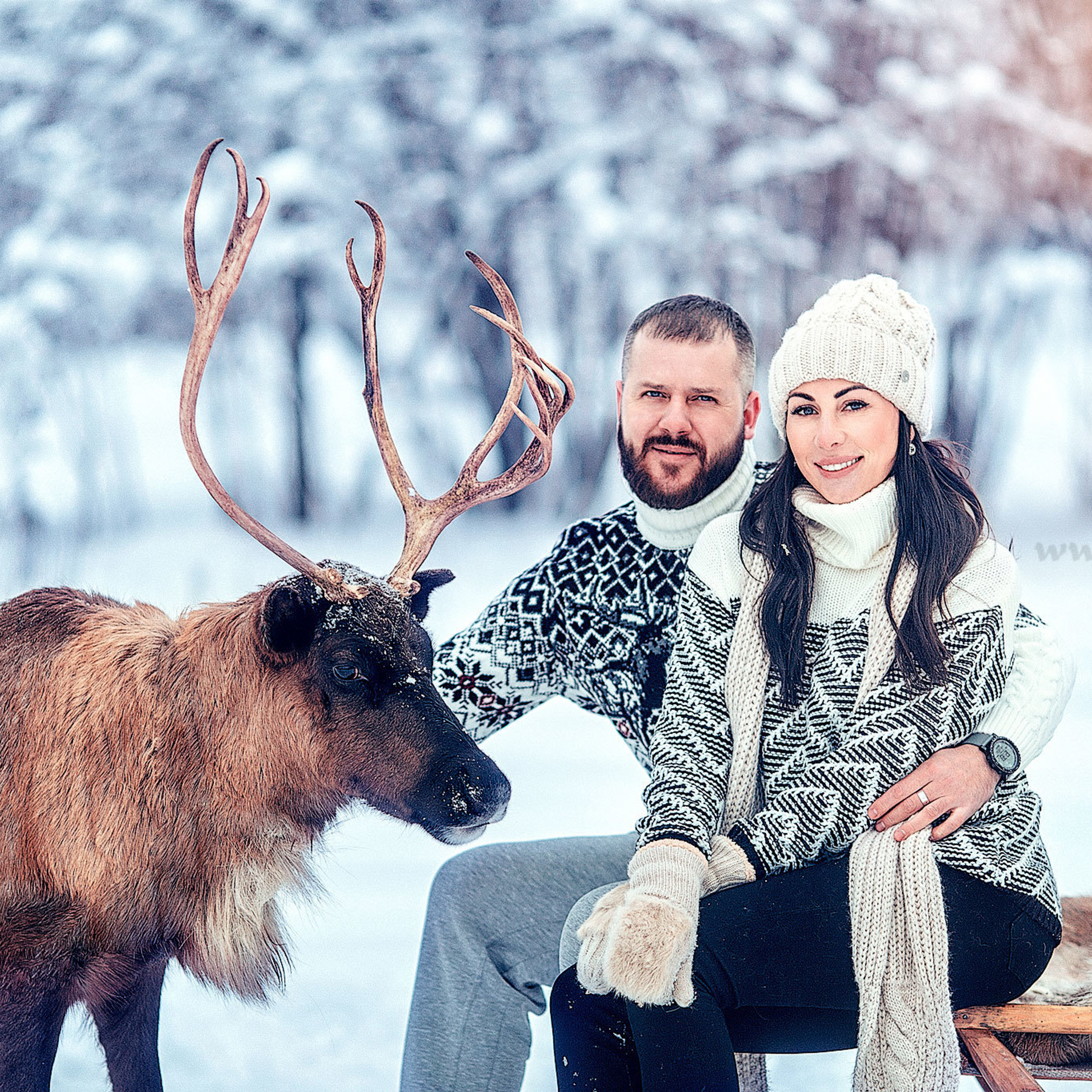 Девушка и парень обнимают друг друга  и держат коричневого северного оленя зимой на снегу 