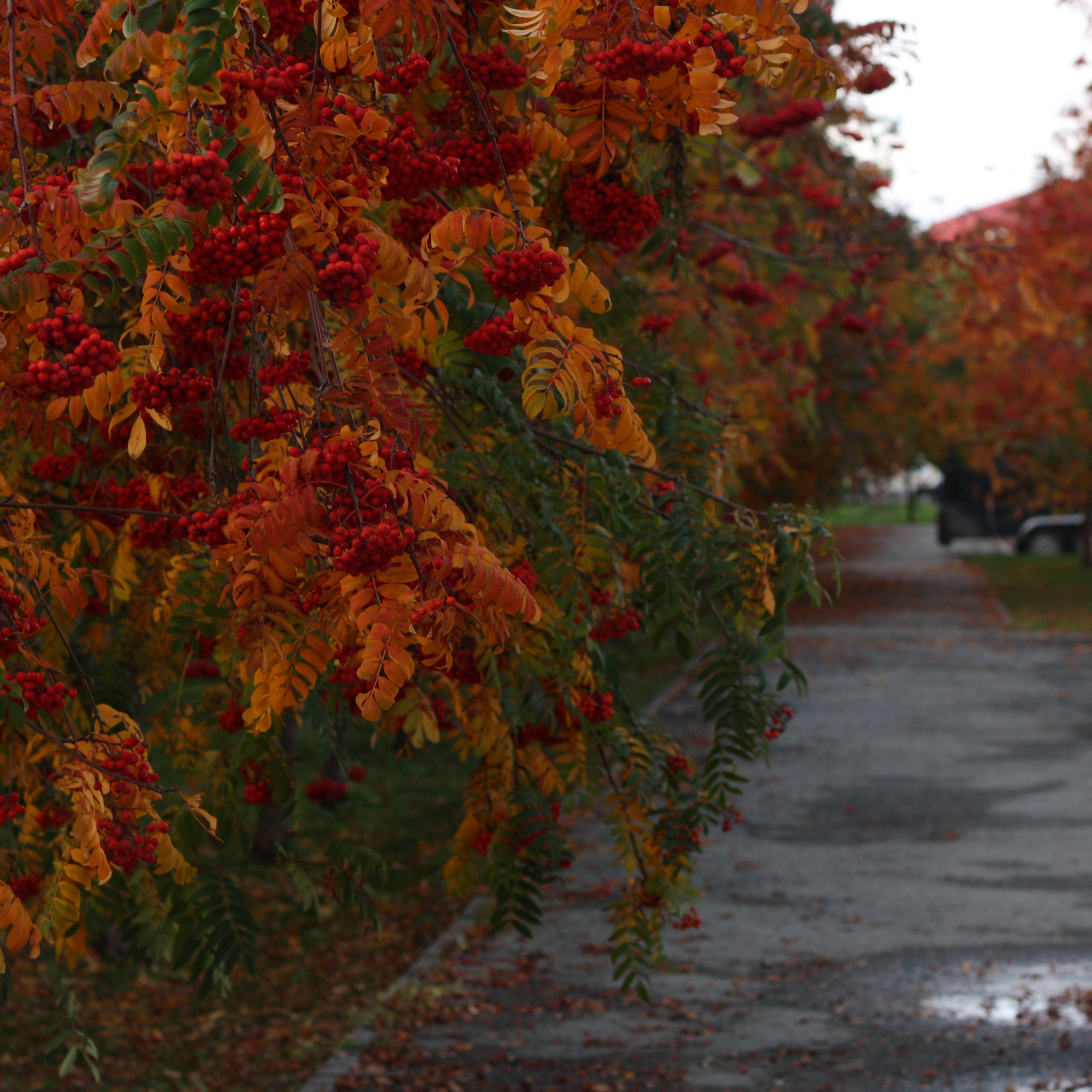 REVIEWS. MARINA MANUCHARIAN