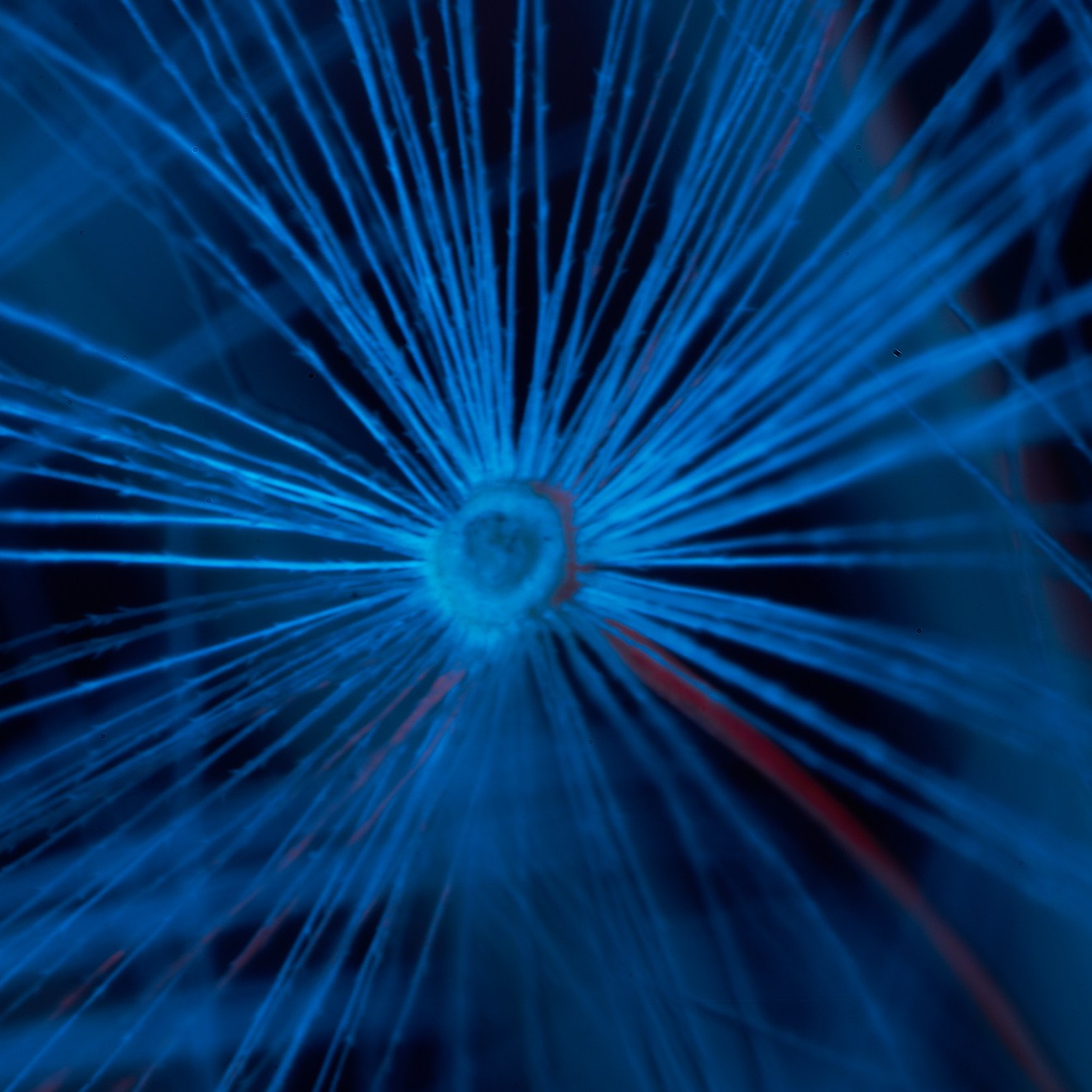 Обои для устройств — Одуванчики. Сергей Ильин | Фотограф