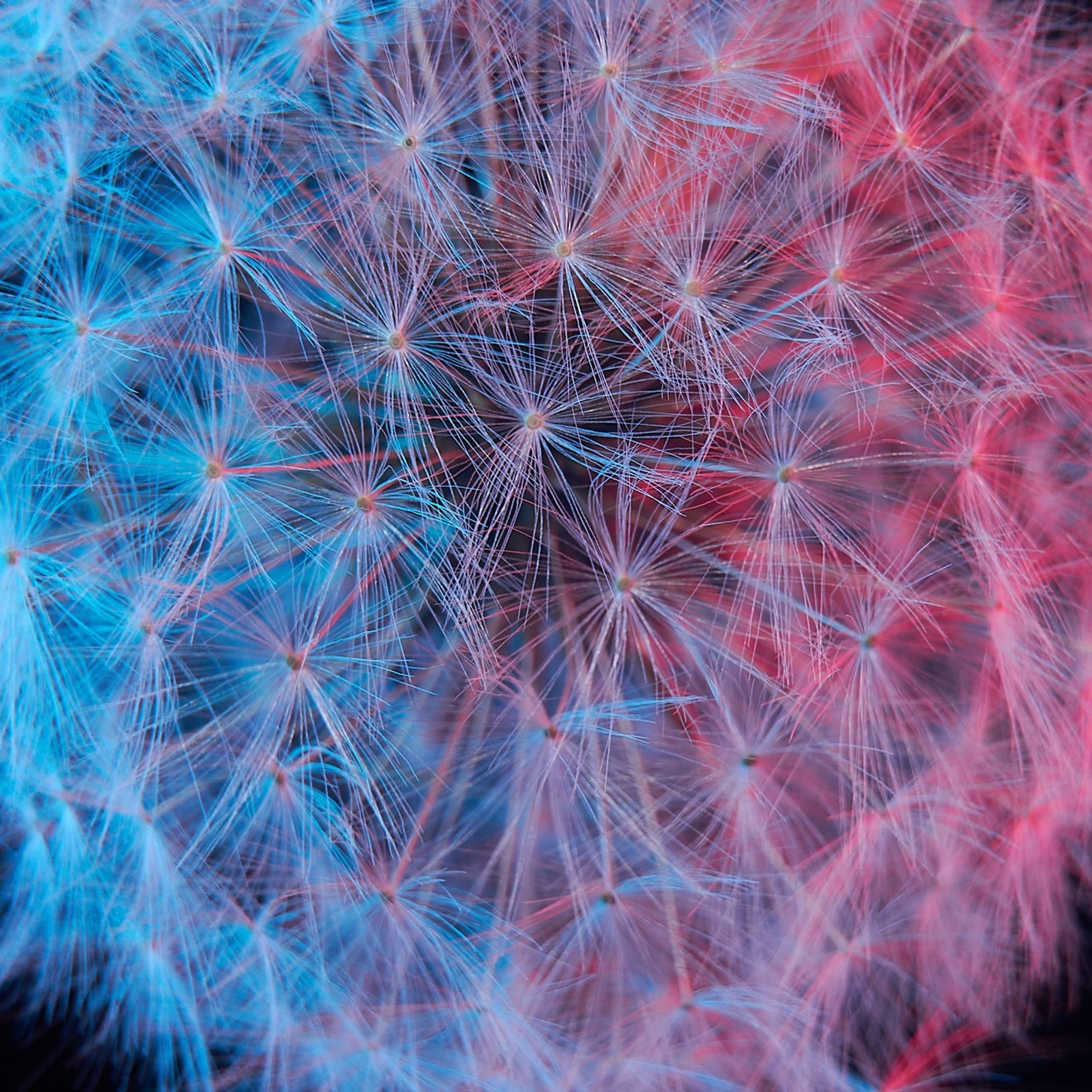 Обои для устройств — Одуванчики. Сергей Ильин | Фотограф