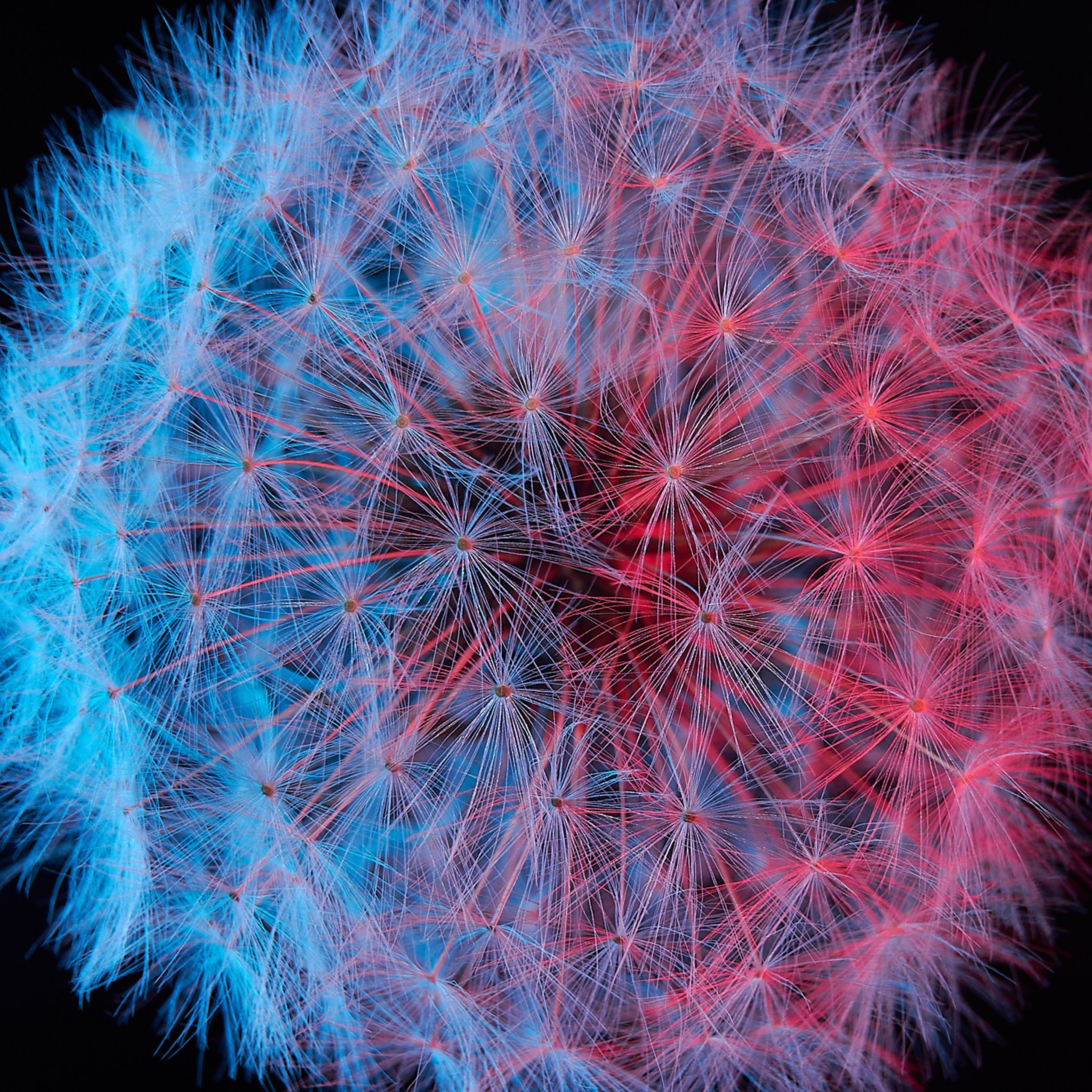 Обои для устройств — Одуванчики. Сергей Ильин | Фотограф