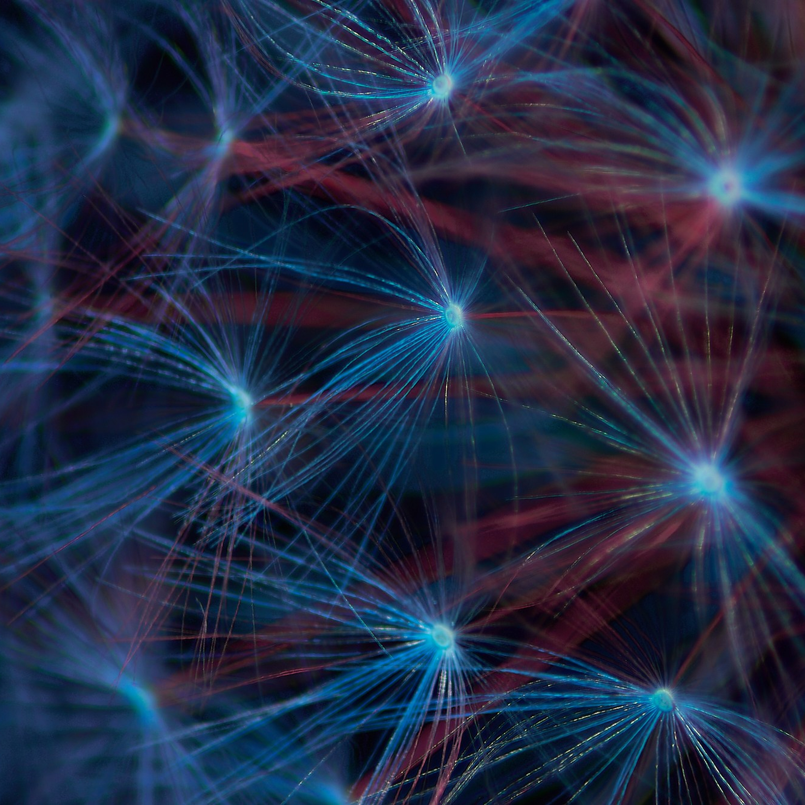 Обои для устройств — Одуванчики. Сергей Ильин | Фотограф