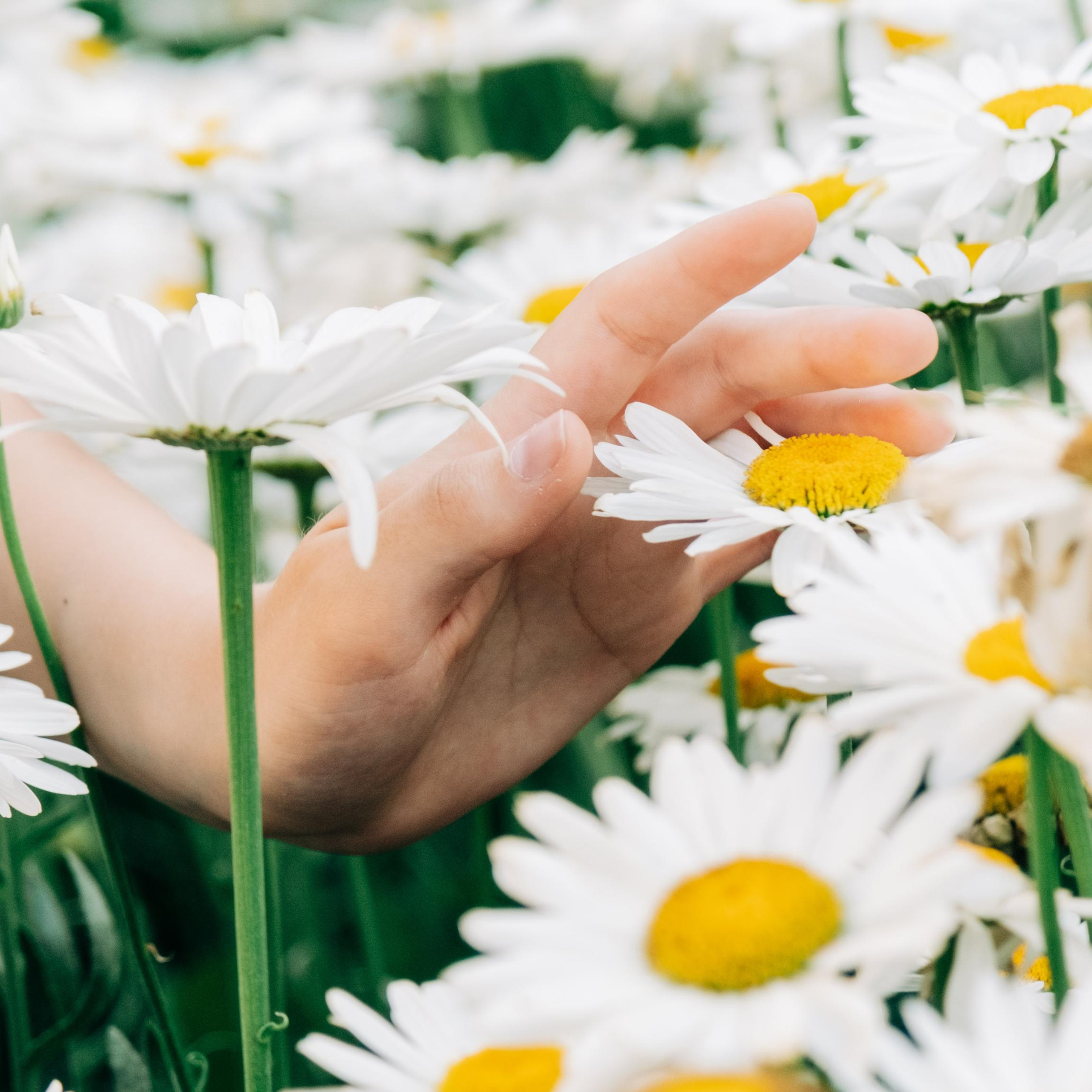 Саша Ромашка