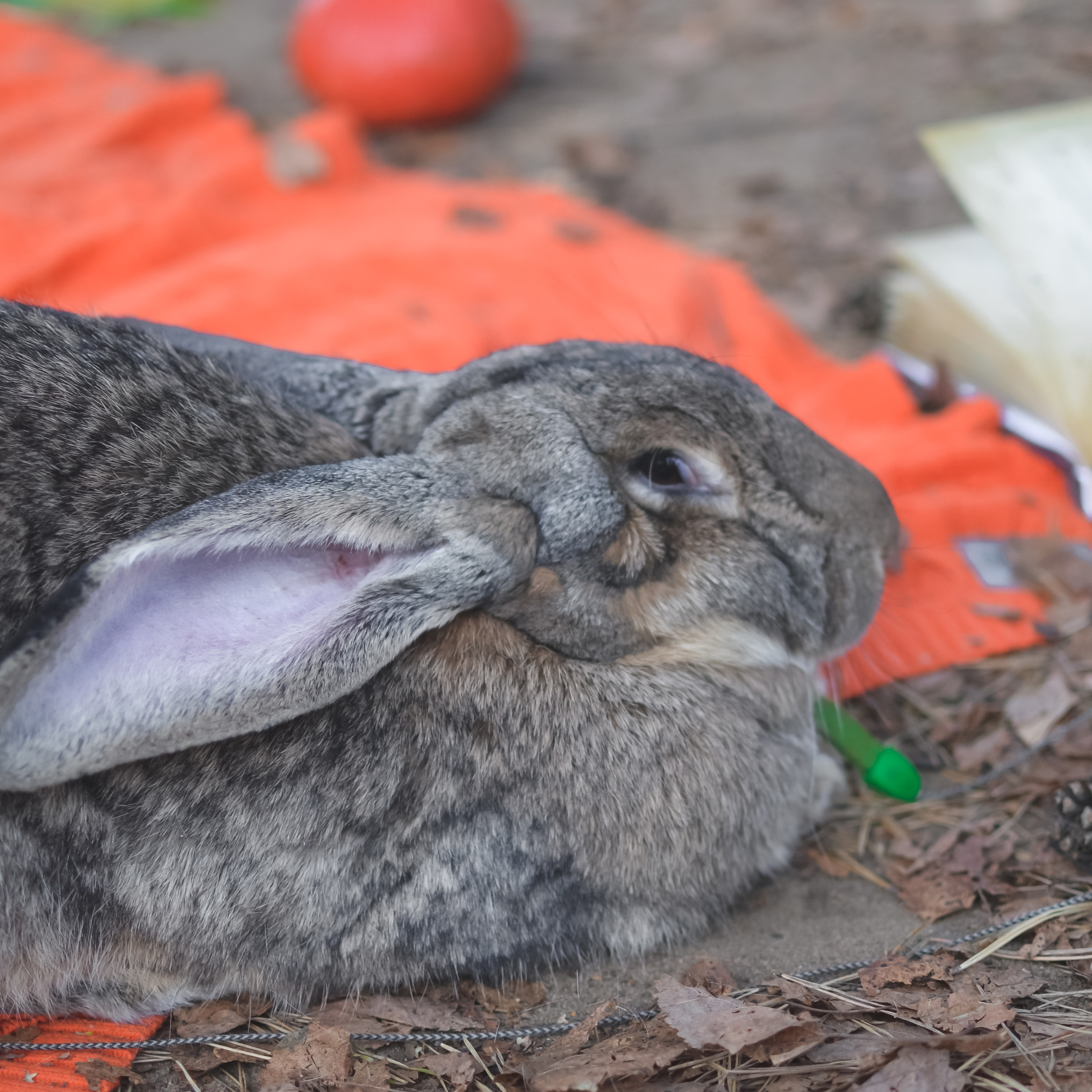 Отзывы. Детский фотограф в Москве