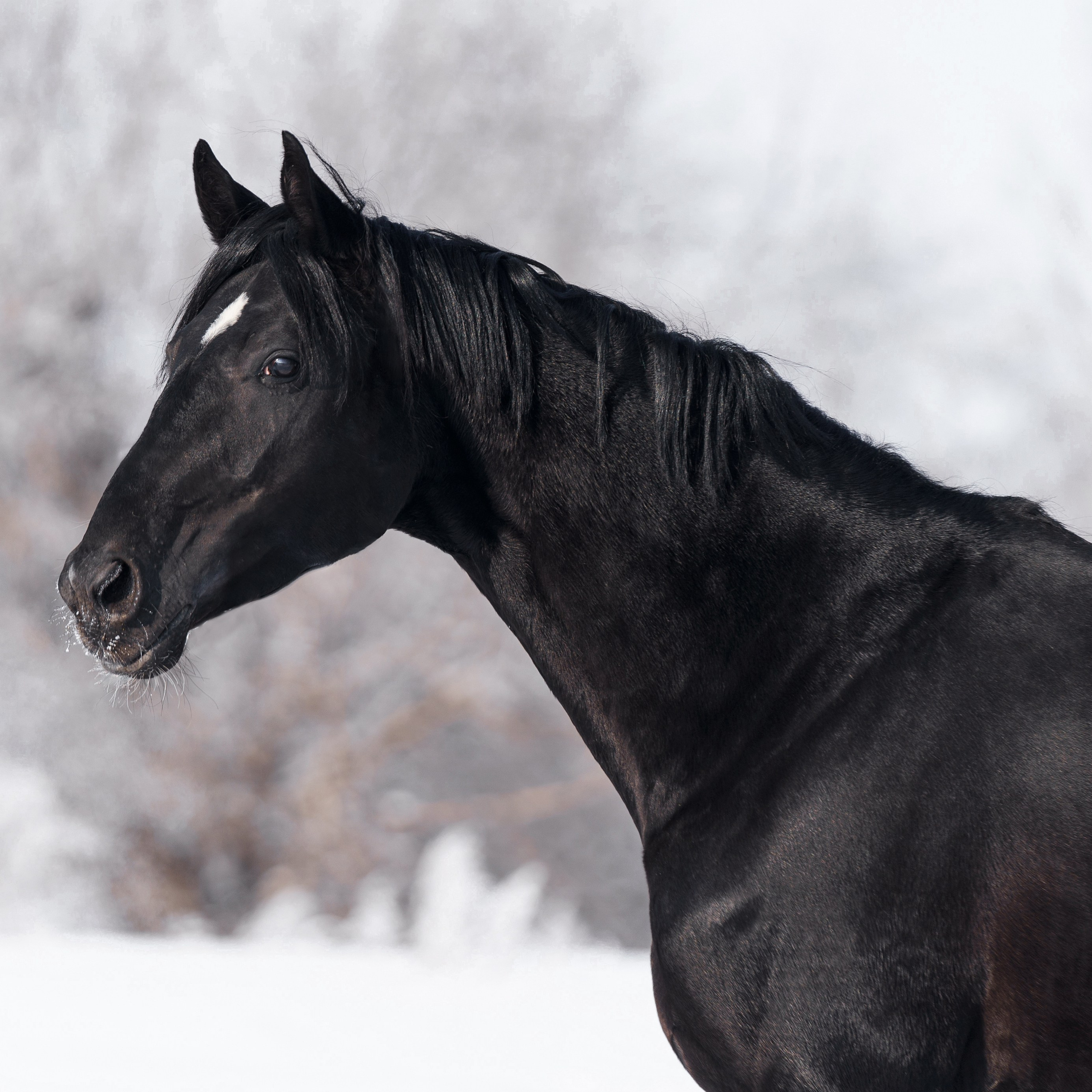 Дарлинг Хит WD