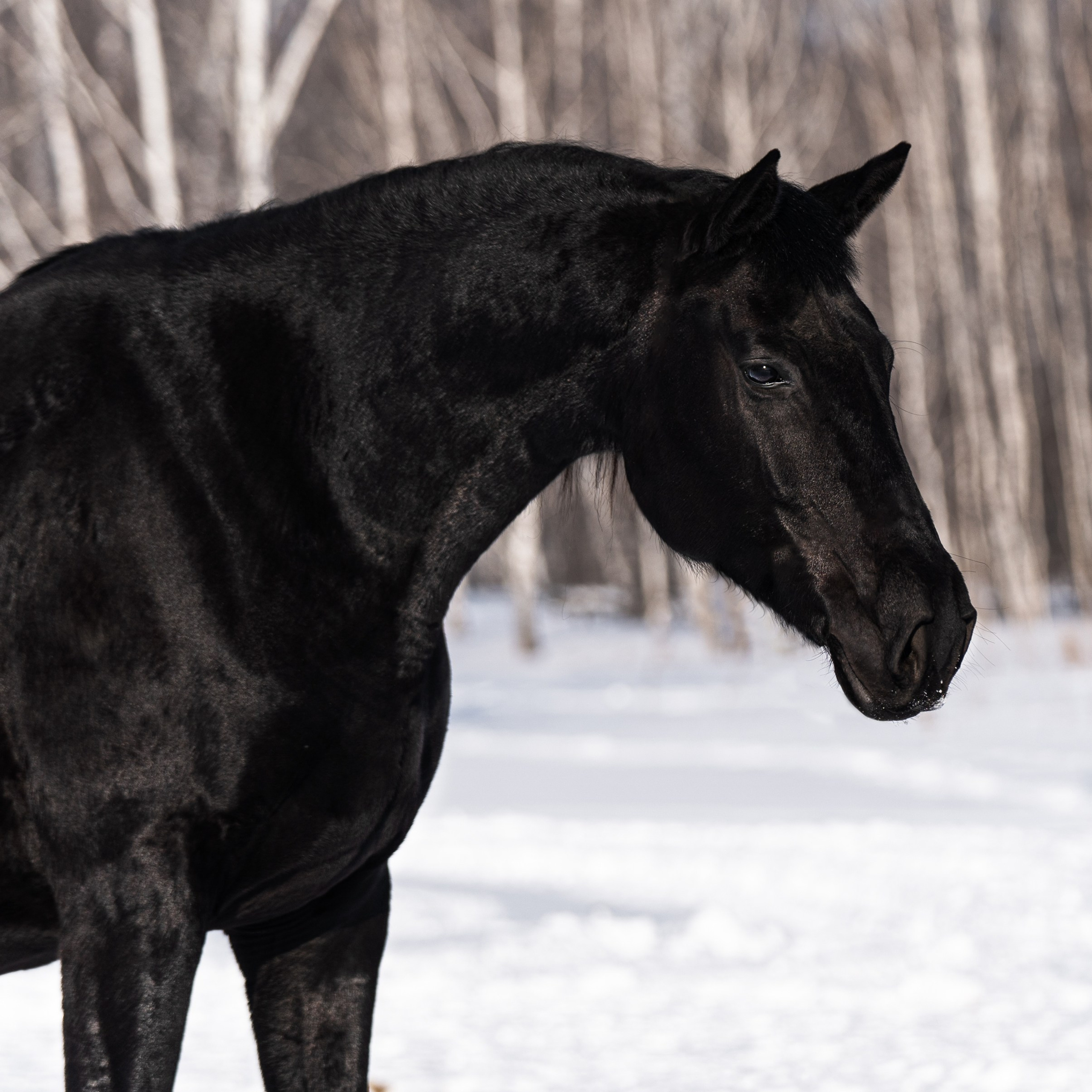 Палада Данс С