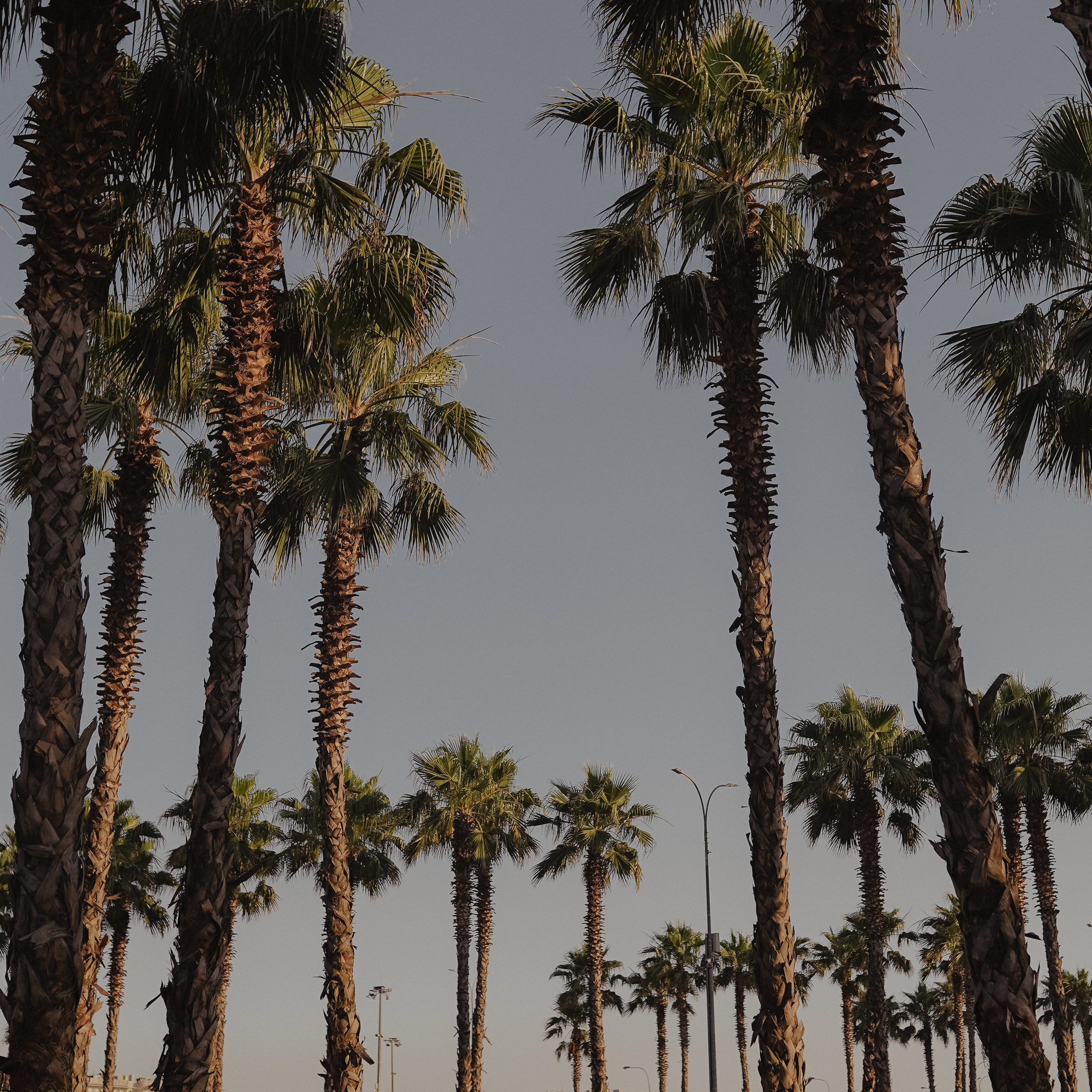 Отзывы о фотографе Милана Довгаль. Милана Довгаль - семейный фотограф и видеограф  в Адлере и Сочи