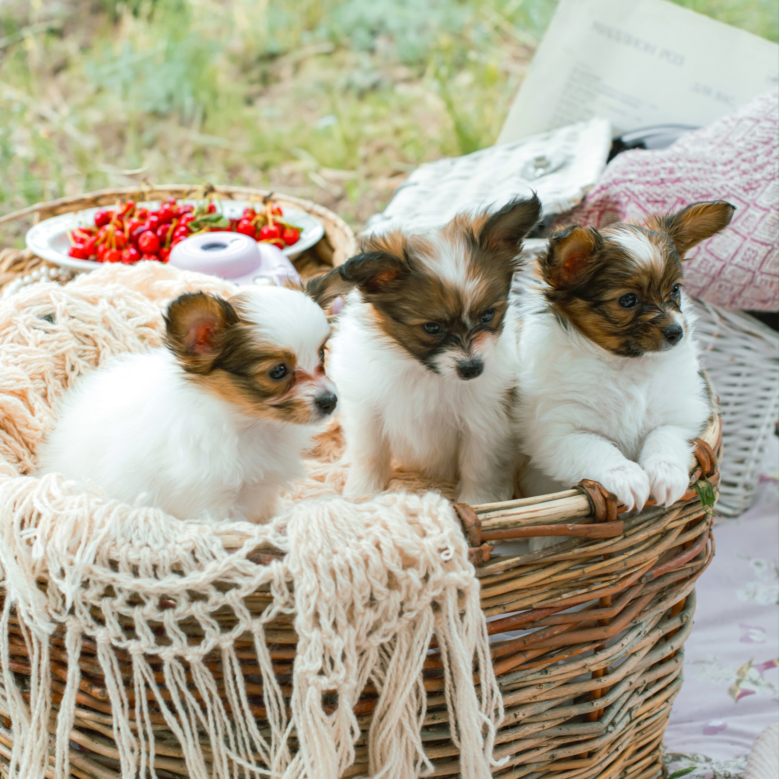 Тематическая съемка с собаками