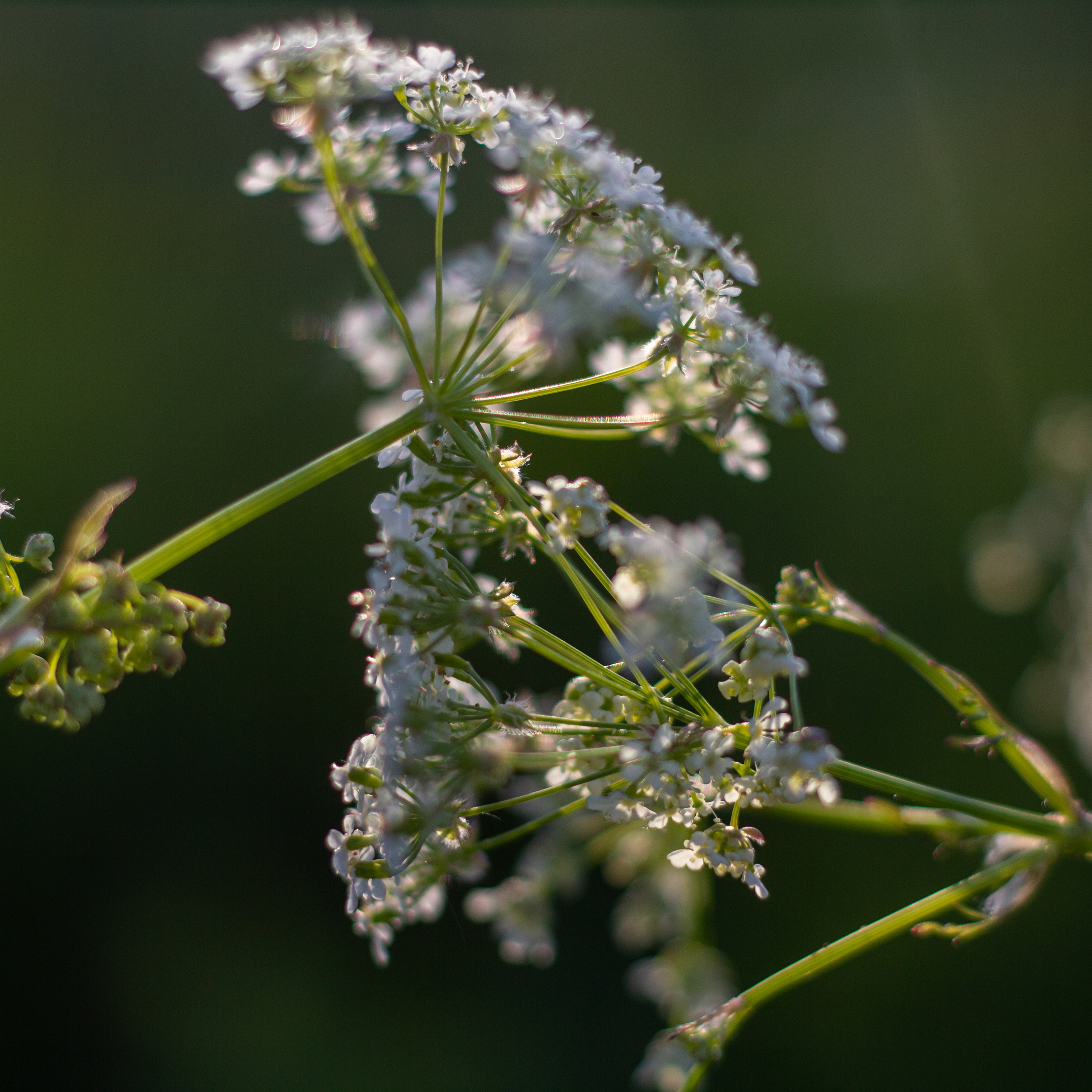 Ольга Степанова фотограф визажист в Санкт-Петербурге