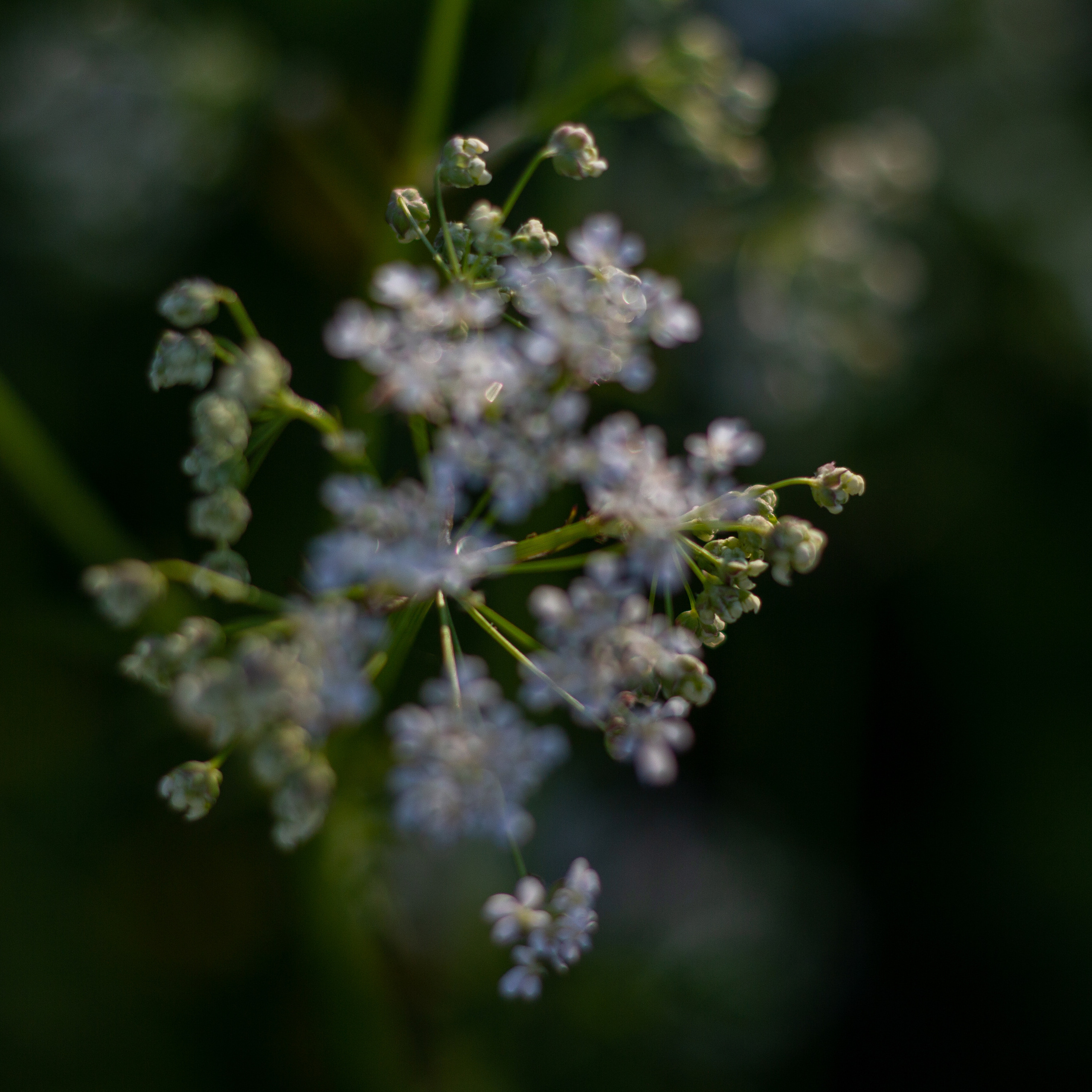 Ольга Степанова фотограф визажист в Санкт-Петербурге