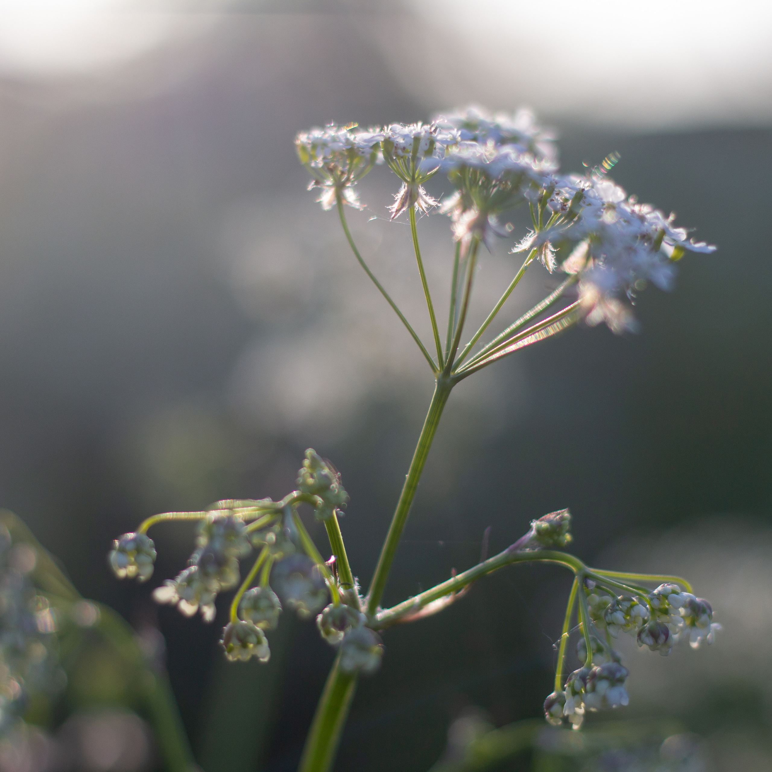 Ольга Степанова фотограф визажист в Санкт-Петербурге